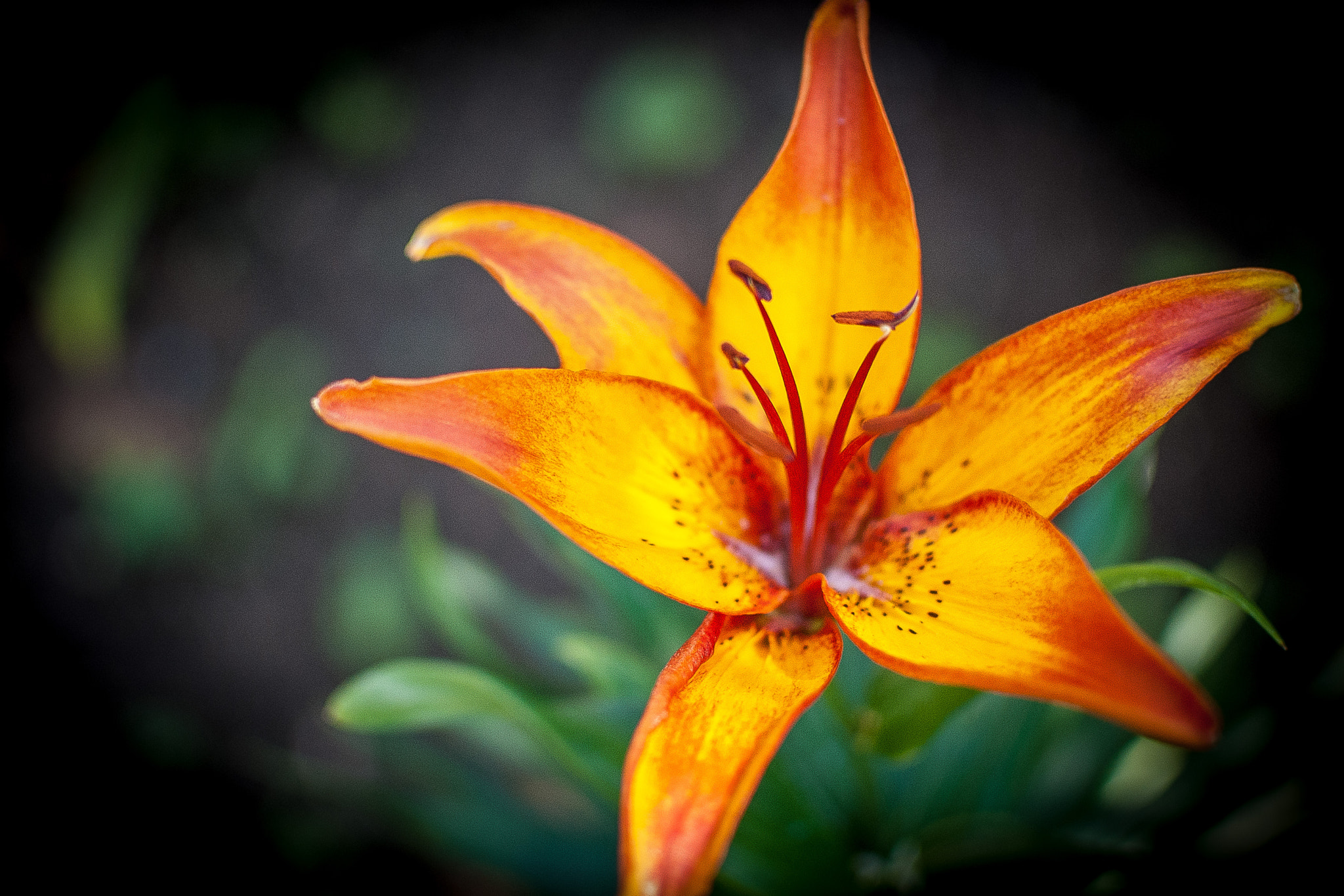 Nikon D40X + Nikon AF-S DX Nikkor 35mm F1.8G sample photo. Cancun lily photography