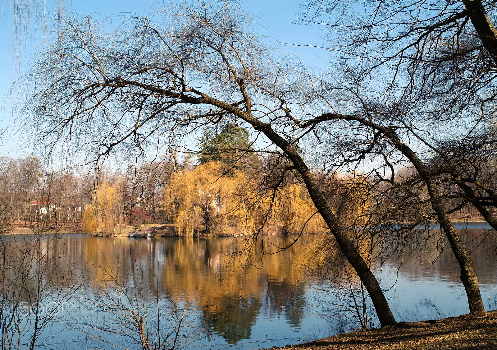 Samsung NX5 sample photo. Trees photography