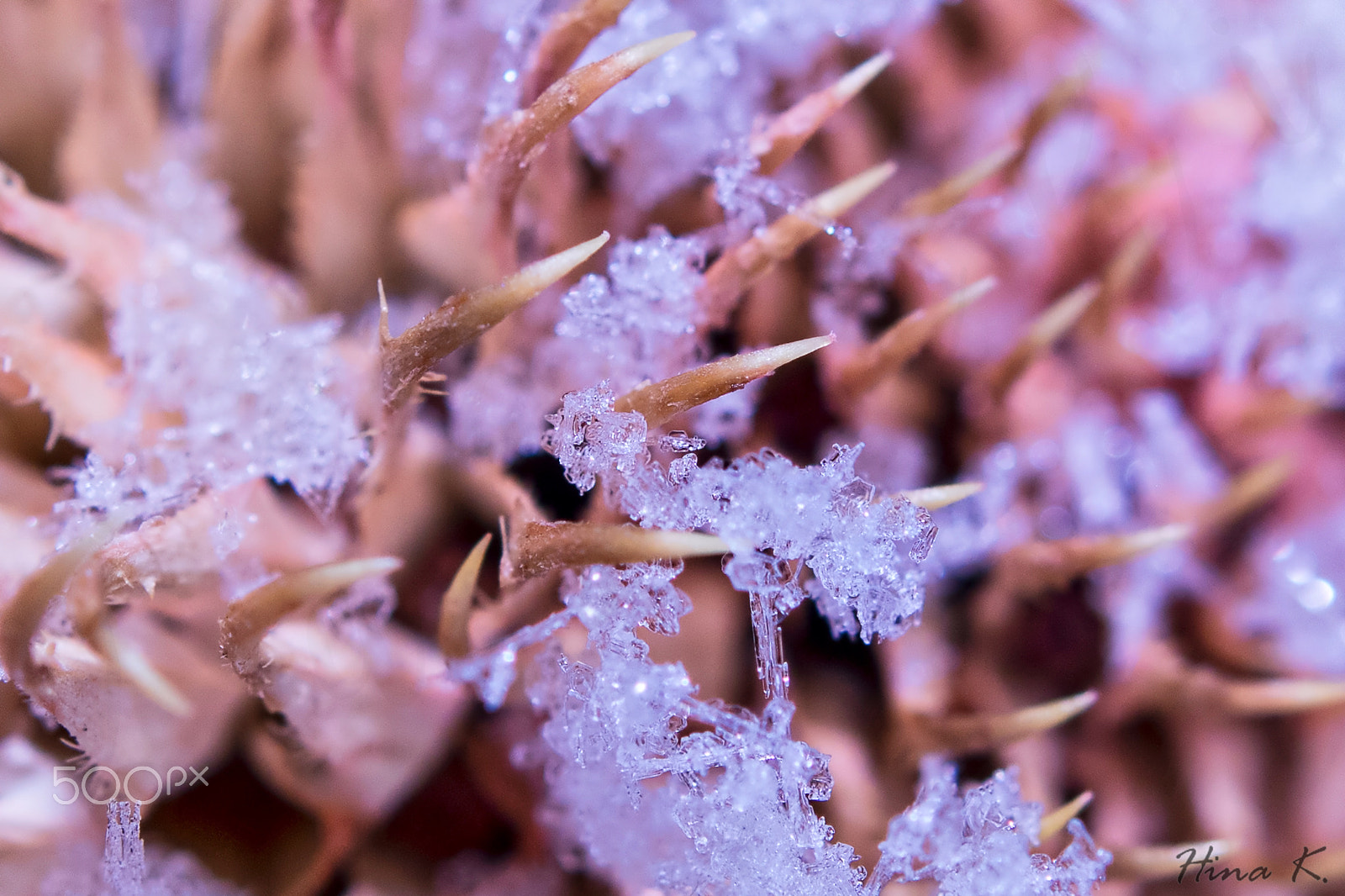 Nikon AF-S Micro-Nikkor 60mm F2.8G ED sample photo. Thorny ice photography