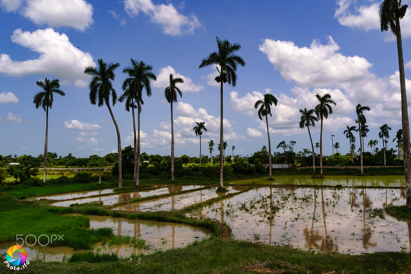 Nikon D70 + Nikon AF-S DX Nikkor 18-70mm F3.5-4.5G ED-IF sample photo. Palm trees and rice fields photography