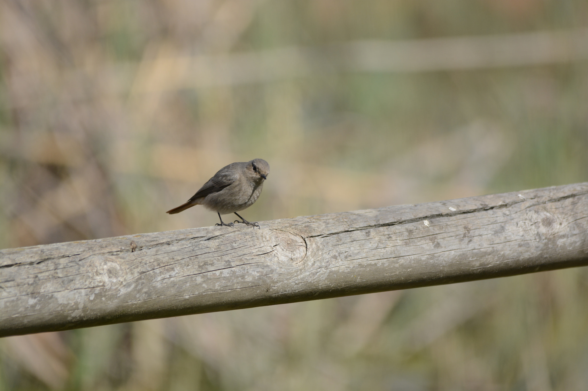 Sigma 150-500mm F5-6.3 DG OS HSM sample photo. Mirando photography