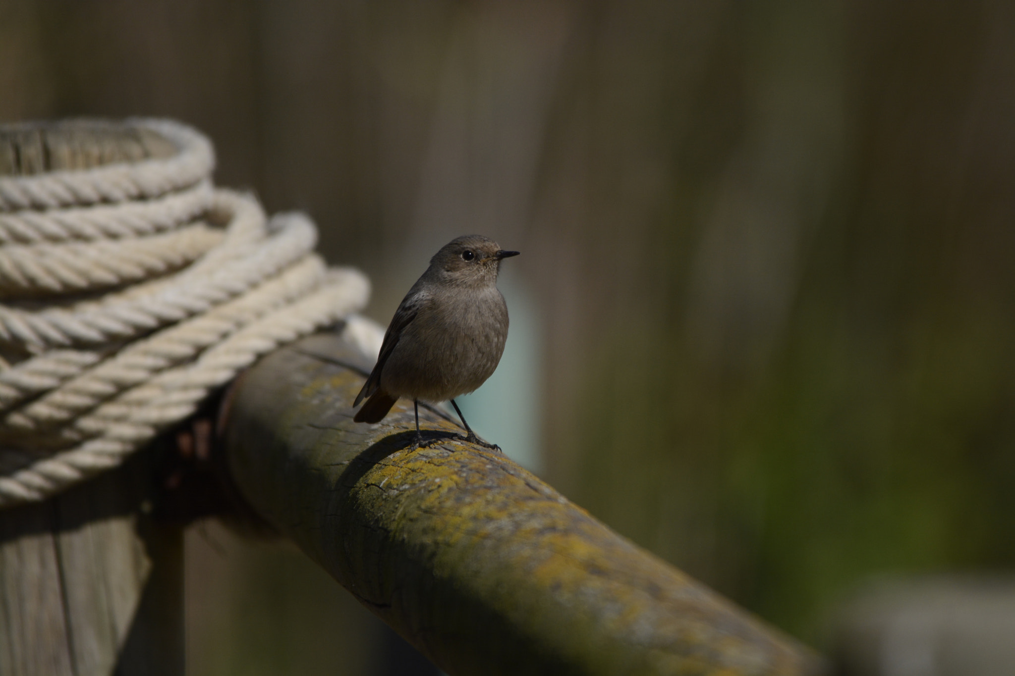 Sigma 150-500mm F5-6.3 DG OS HSM sample photo. Mirando photography