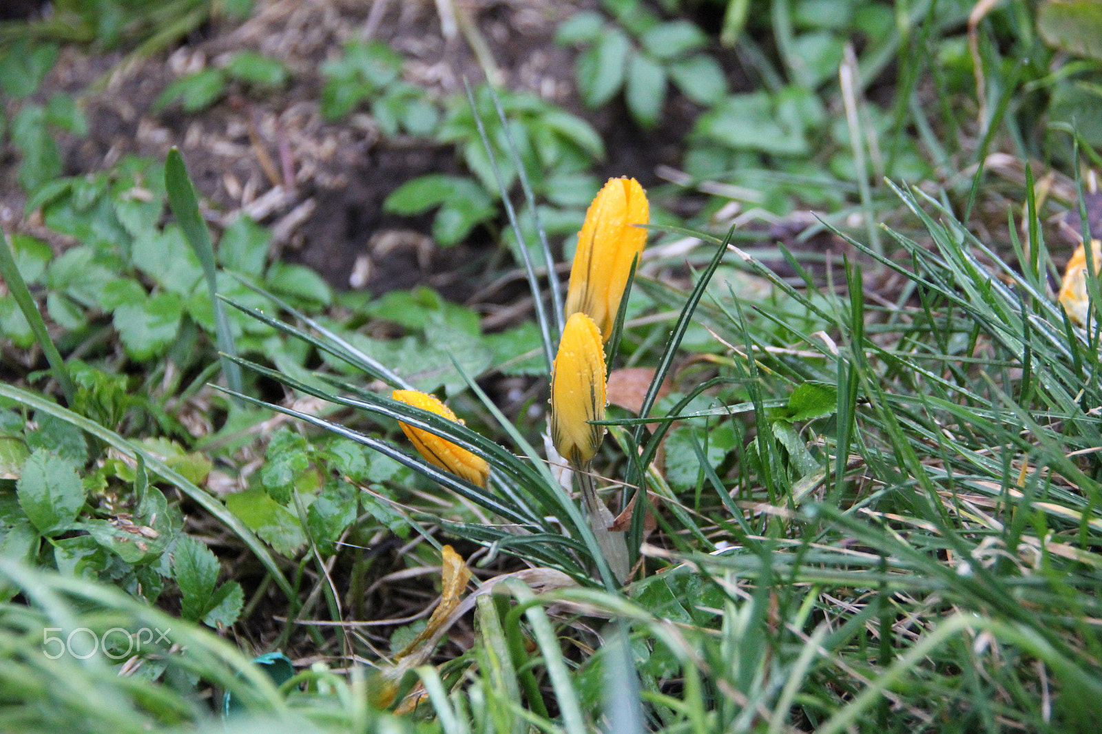 Canon EOS 550D (EOS Rebel T2i / EOS Kiss X4) sample photo. Krokusse im regen photography