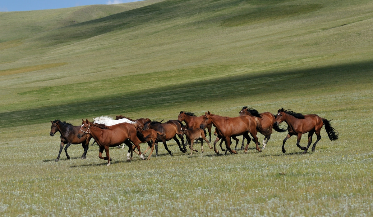 Nikon D300 sample photo. Buzkashi photography
