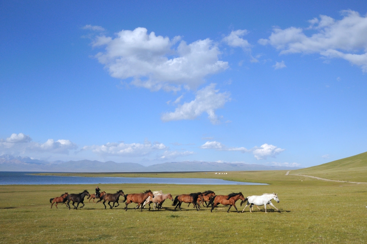 Nikon D300 sample photo. Buzkashi photography