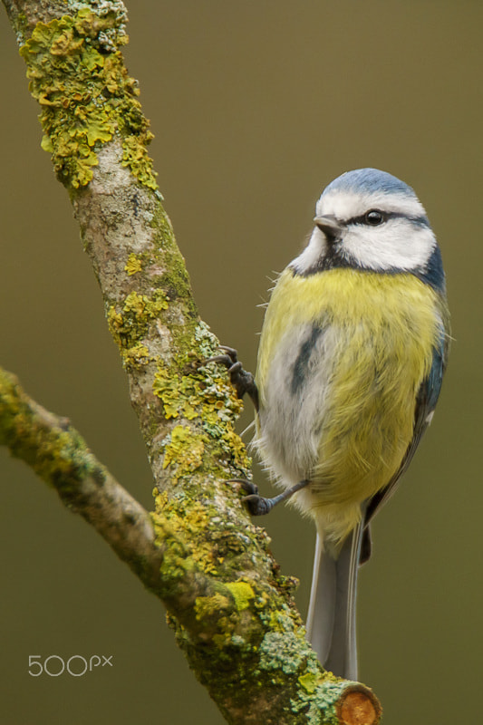 Tamron SP 150-600mm F5-6.3 Di VC USD sample photo. Blue tit photography