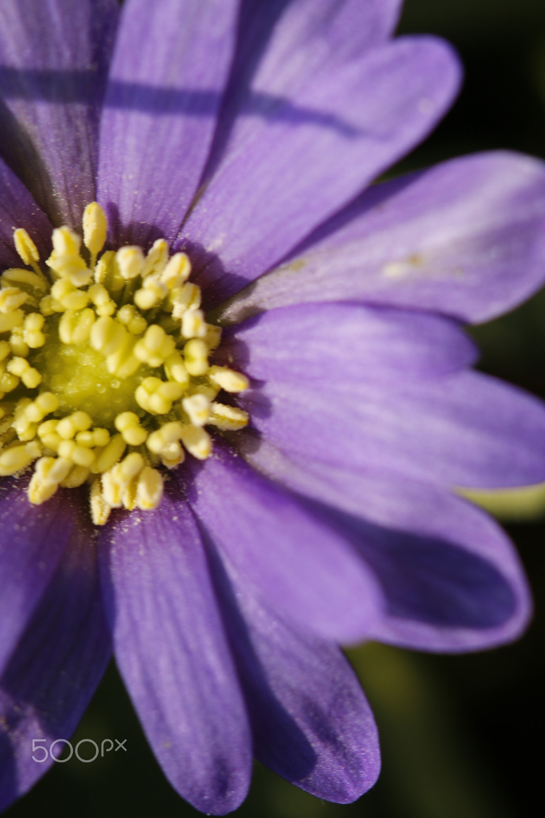 Sigma APO Macro 180mm F2.8 EX DG OS HSM sample photo. Balkan anemone or anemone blanda photography