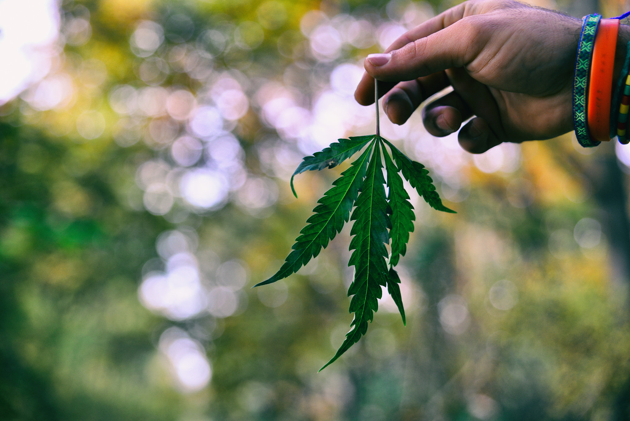 Sigma 24-70mm F2.8 EX DG HSM sample photo. Dutch weed photography
