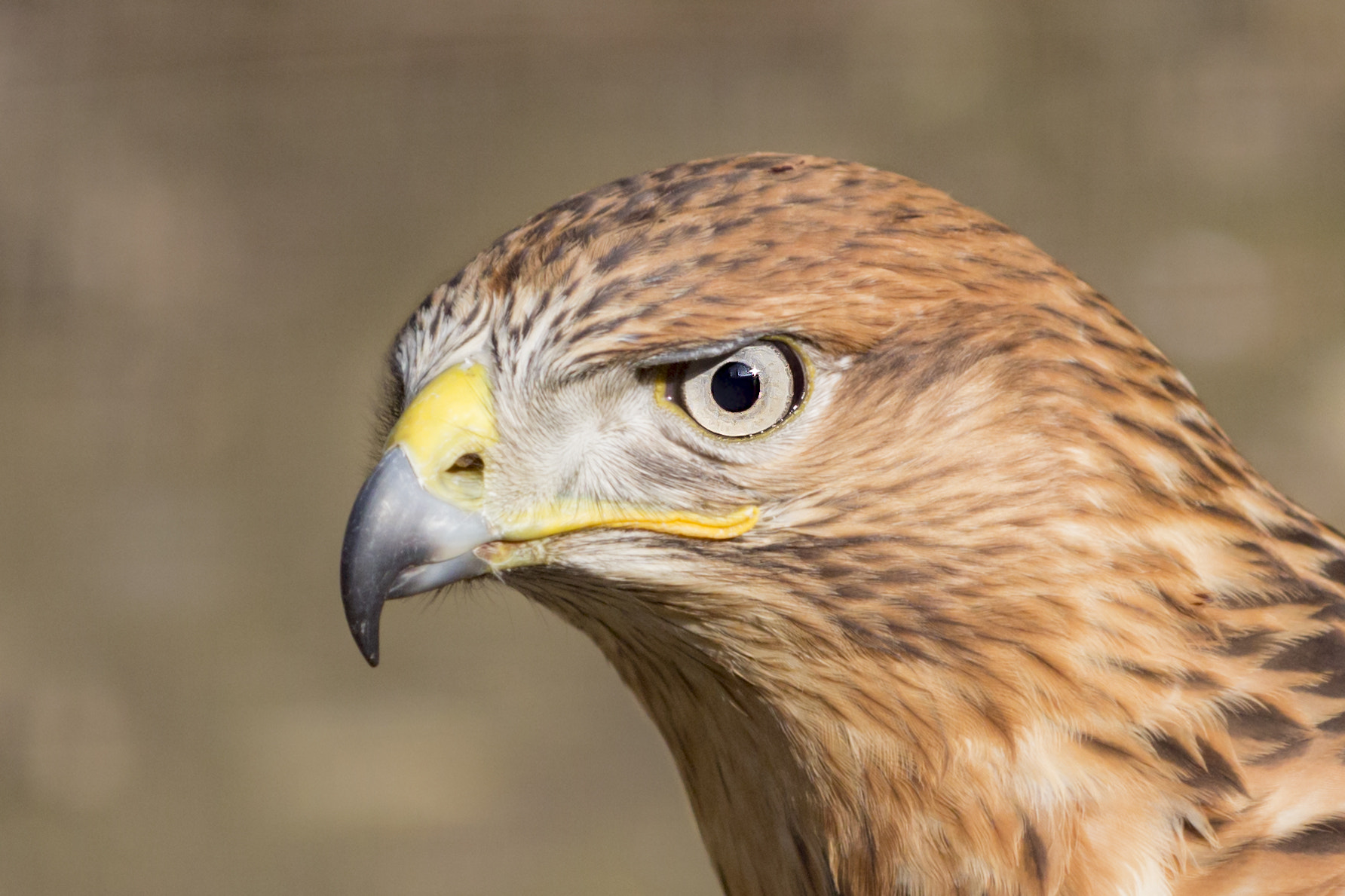 Canon EOS 700D (EOS Rebel T5i / EOS Kiss X7i) sample photo. Harris's hawk photography