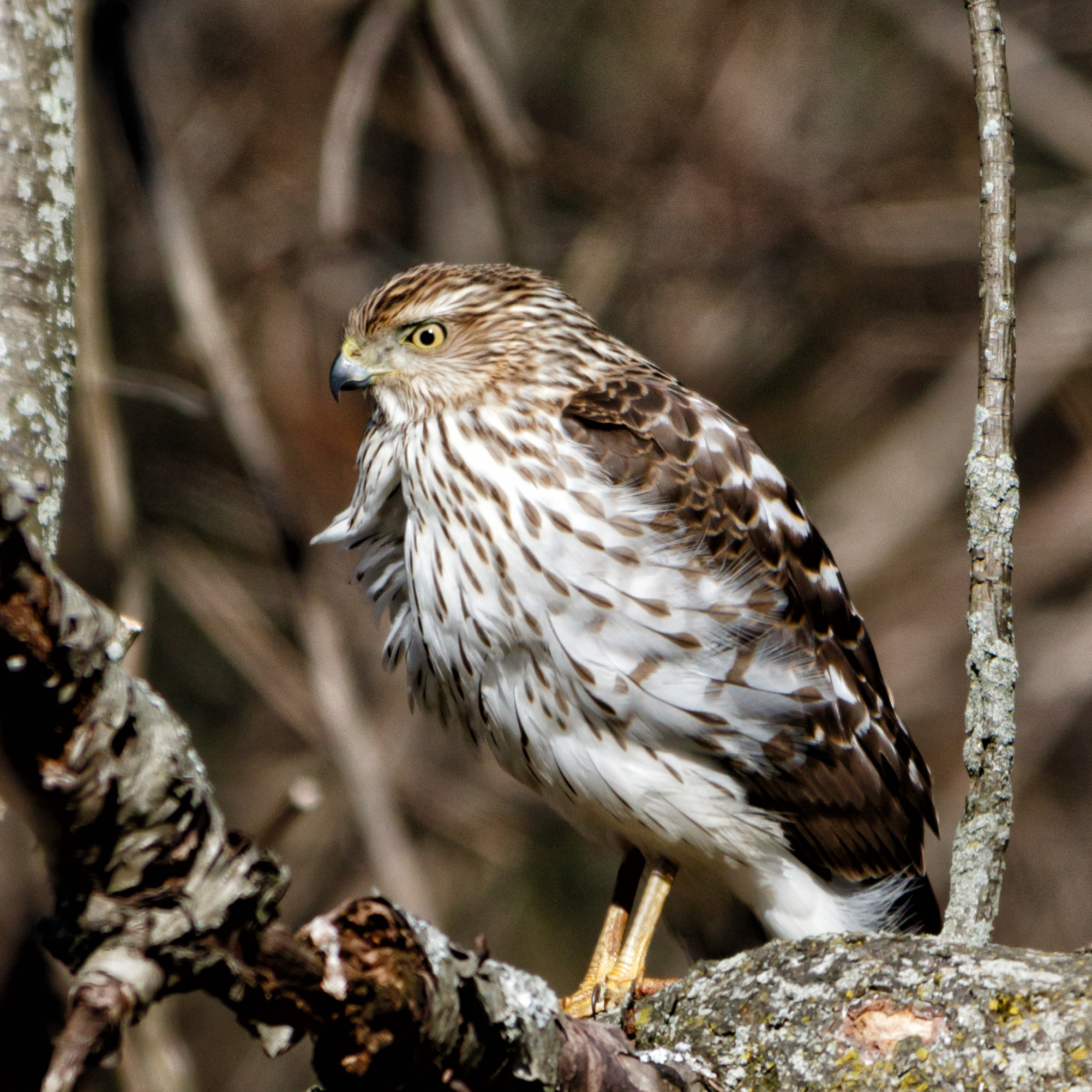 Canon EOS 7D Mark II + Sigma 150-500mm F5-6.3 DG OS HSM sample photo. Natural light red tail photography