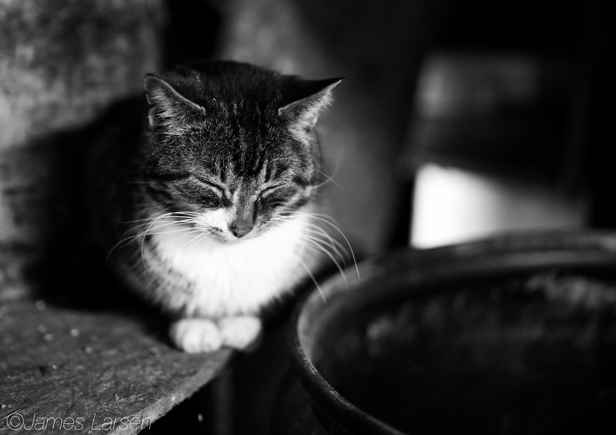 Tamron SP 45mm F1.8 Di VC USD sample photo. B&w cat sleeping in barn photography