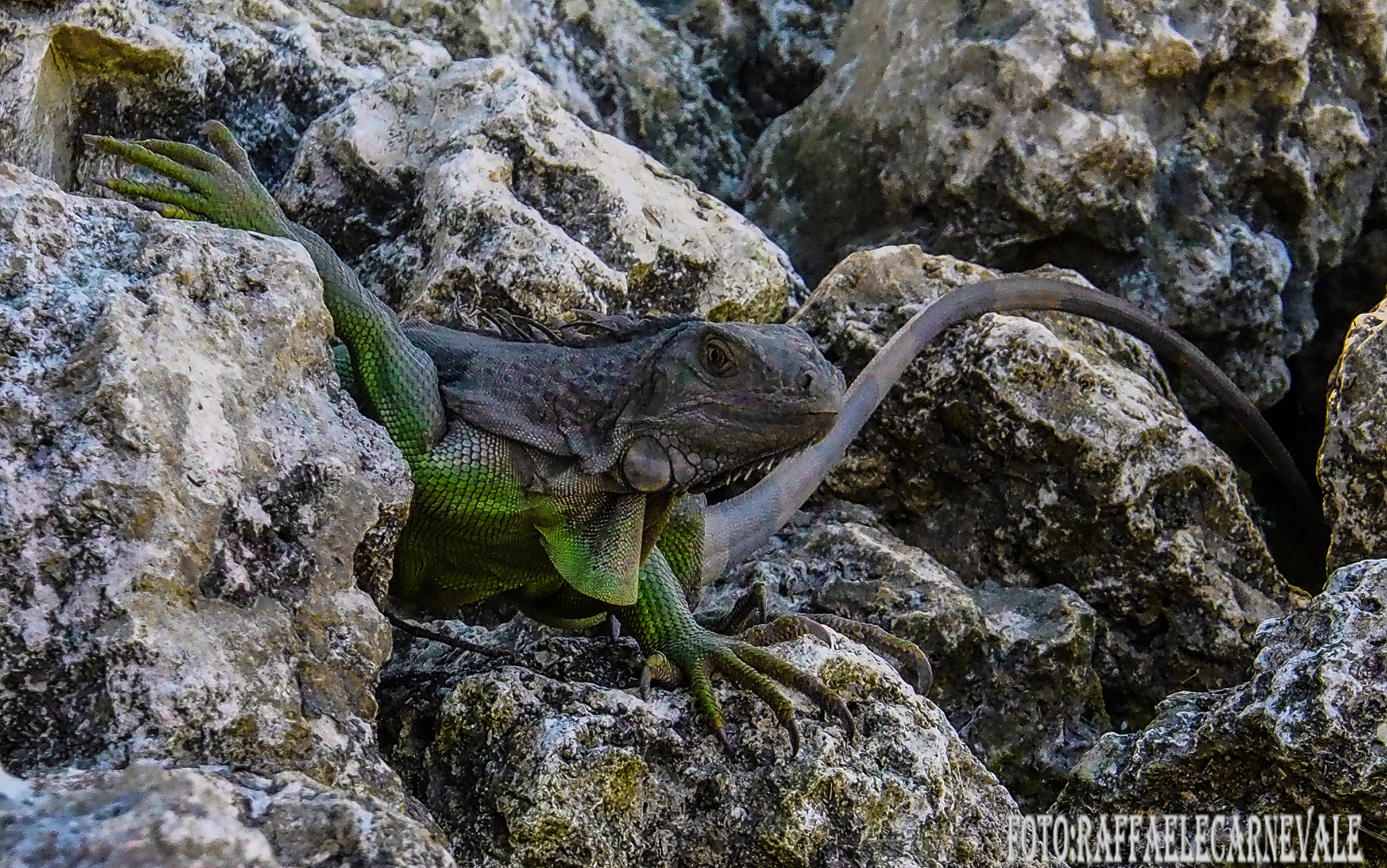 Olympus OM-D E-M5 sample photo. Iguana photography