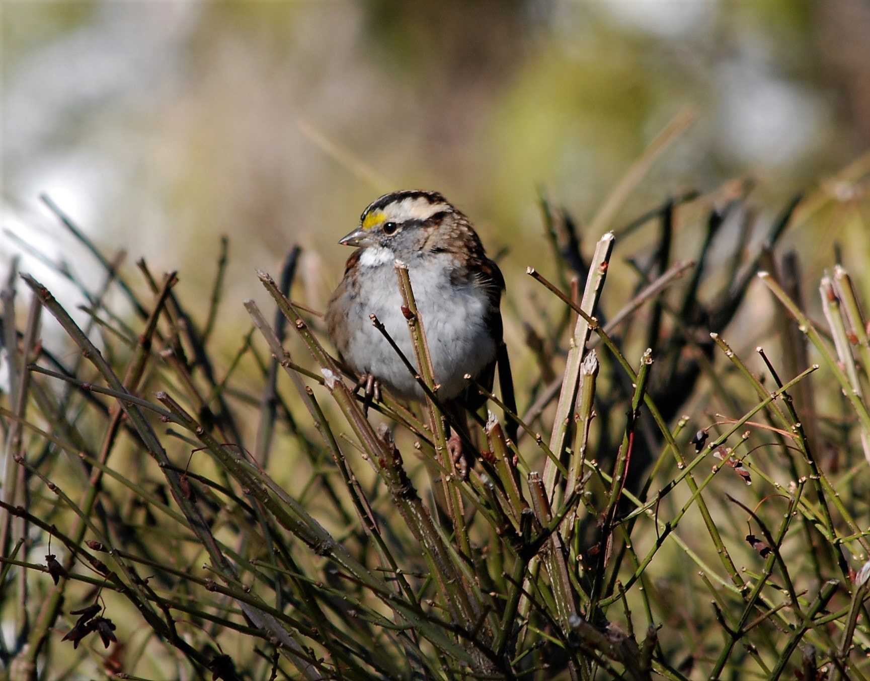 Nikon D80 sample photo. White-throated sparrow photography