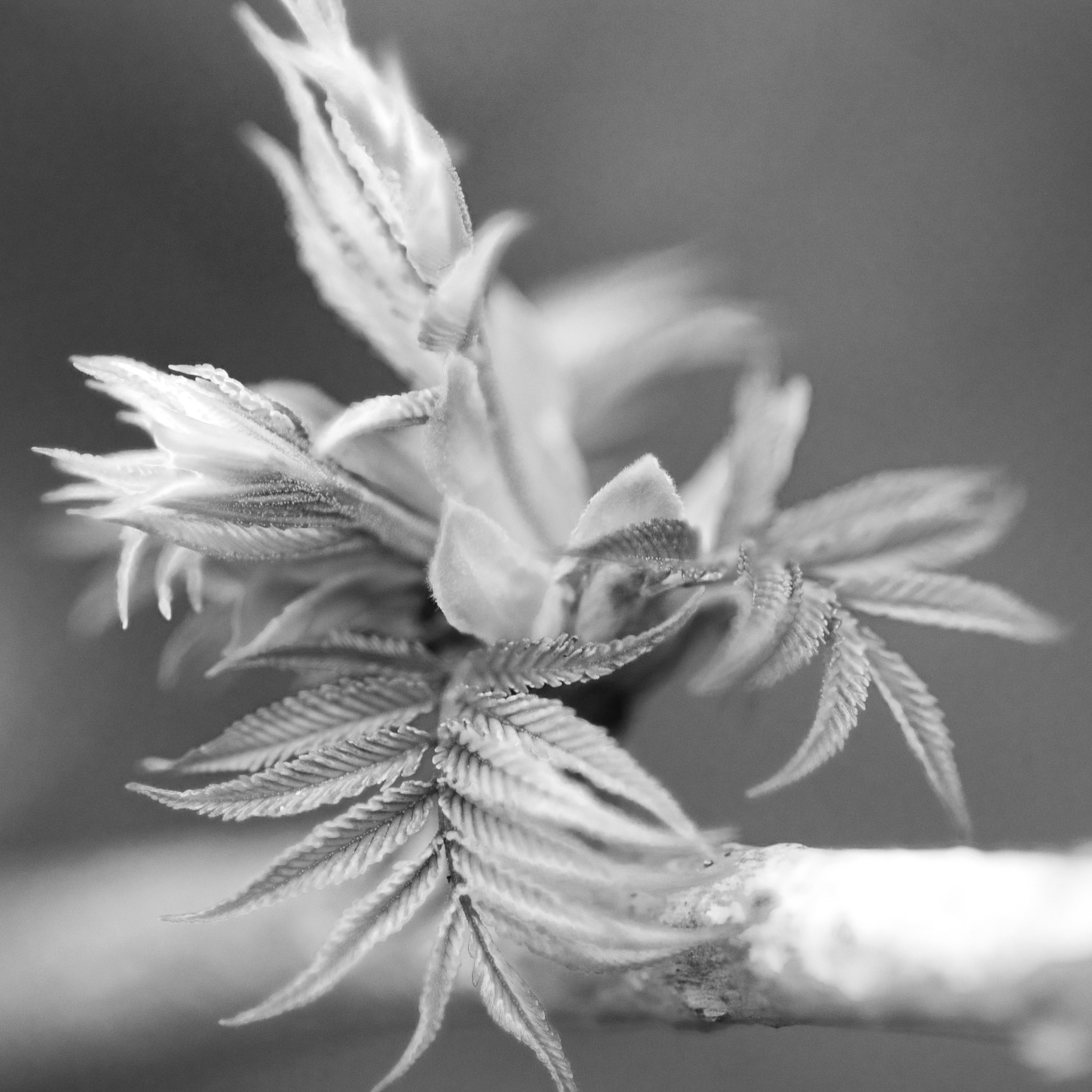 Nikon AF-S Micro-Nikkor 105mm F2.8G IF-ED VR sample photo. Blk photography