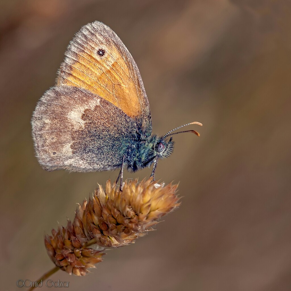 Sigma APO Macro 150mm f/2.8 EX DG HSM sample photo. Butterfly photography