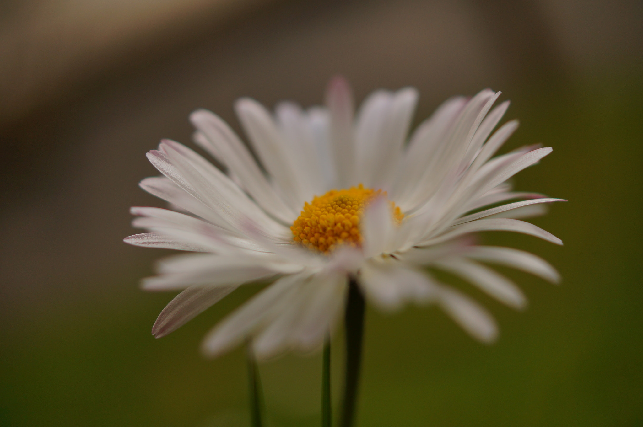 Sony SLT-A37 + Sony DT 30mm F2.8 Macro SAM sample photo. .... photography