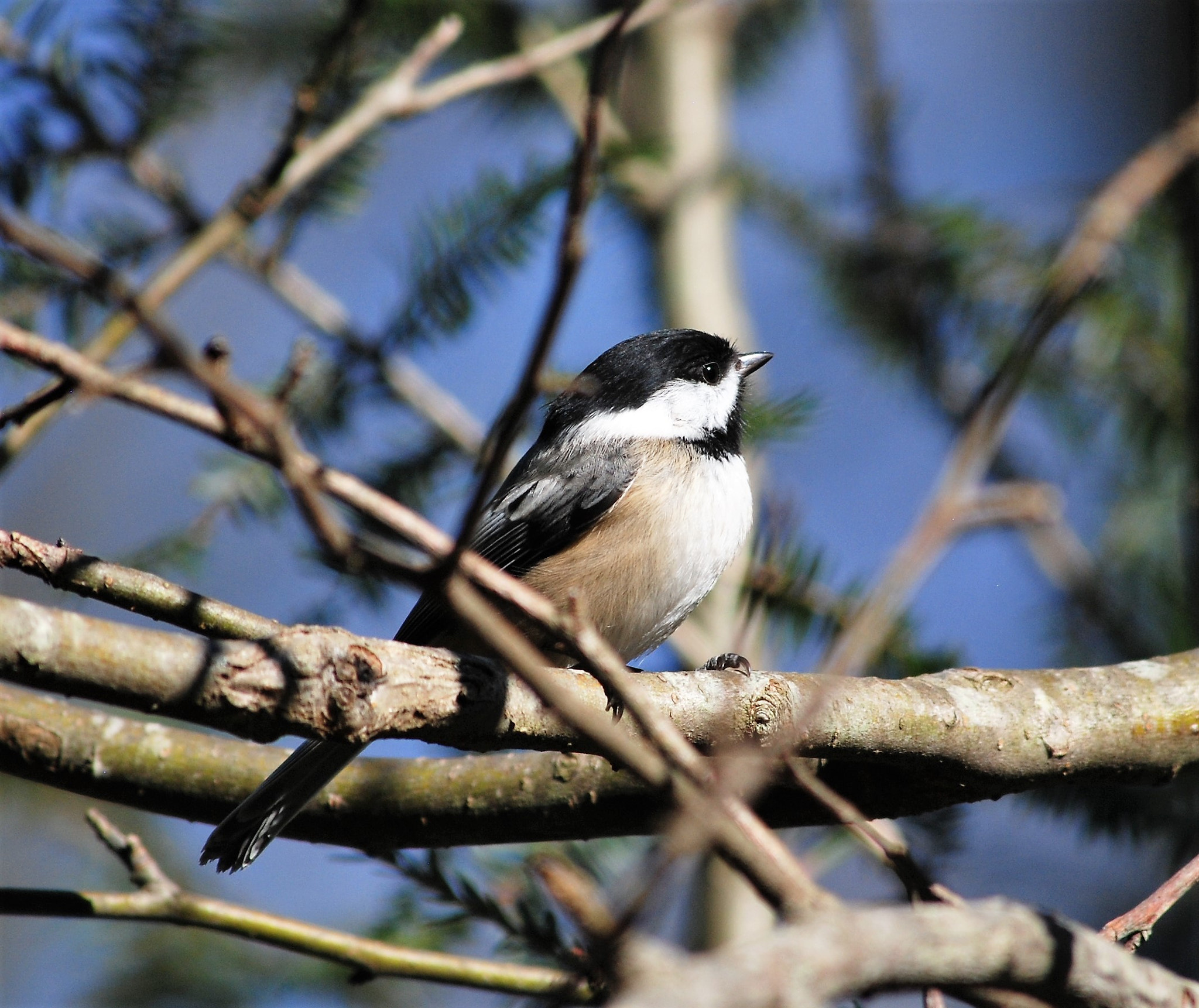 Nikon D80 sample photo. Black-capped chickadee photography