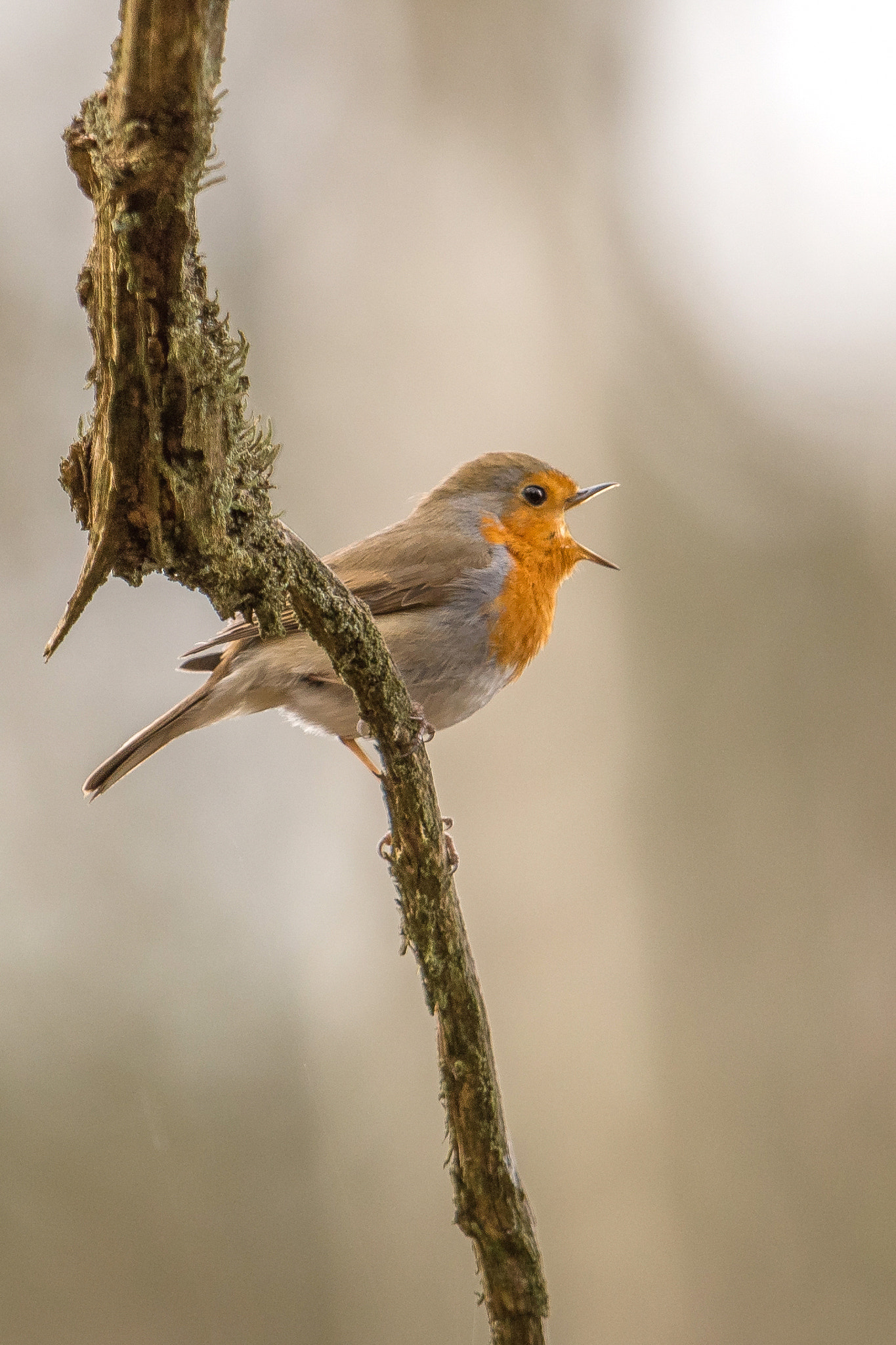 Nikon AF-S Nikkor 600mm F4G ED VR sample photo. Rouge gorge photography