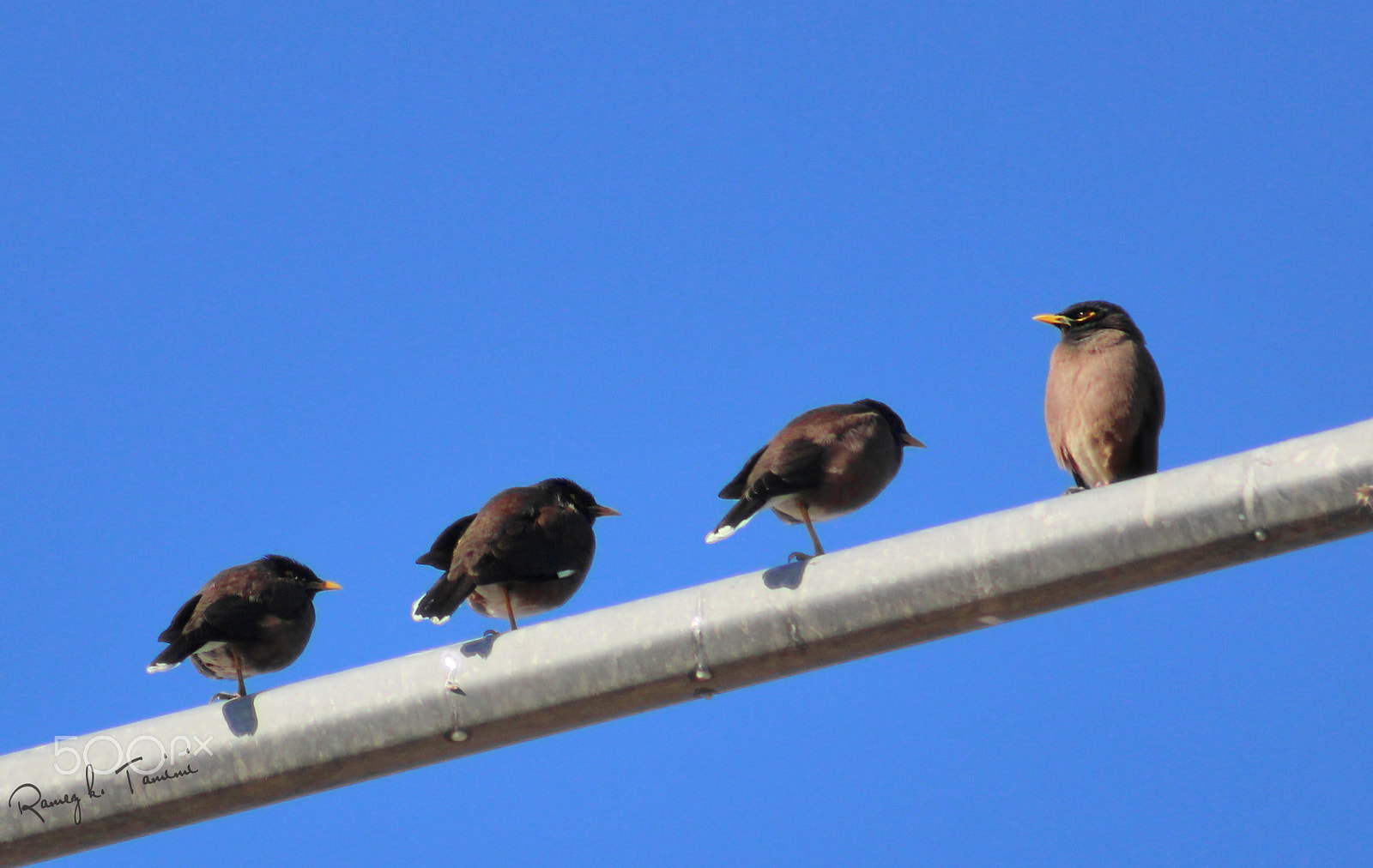 Canon EOS 600D (Rebel EOS T3i / EOS Kiss X5) + EF75-300mm f/4-5.6 sample photo. Indian myna photography
