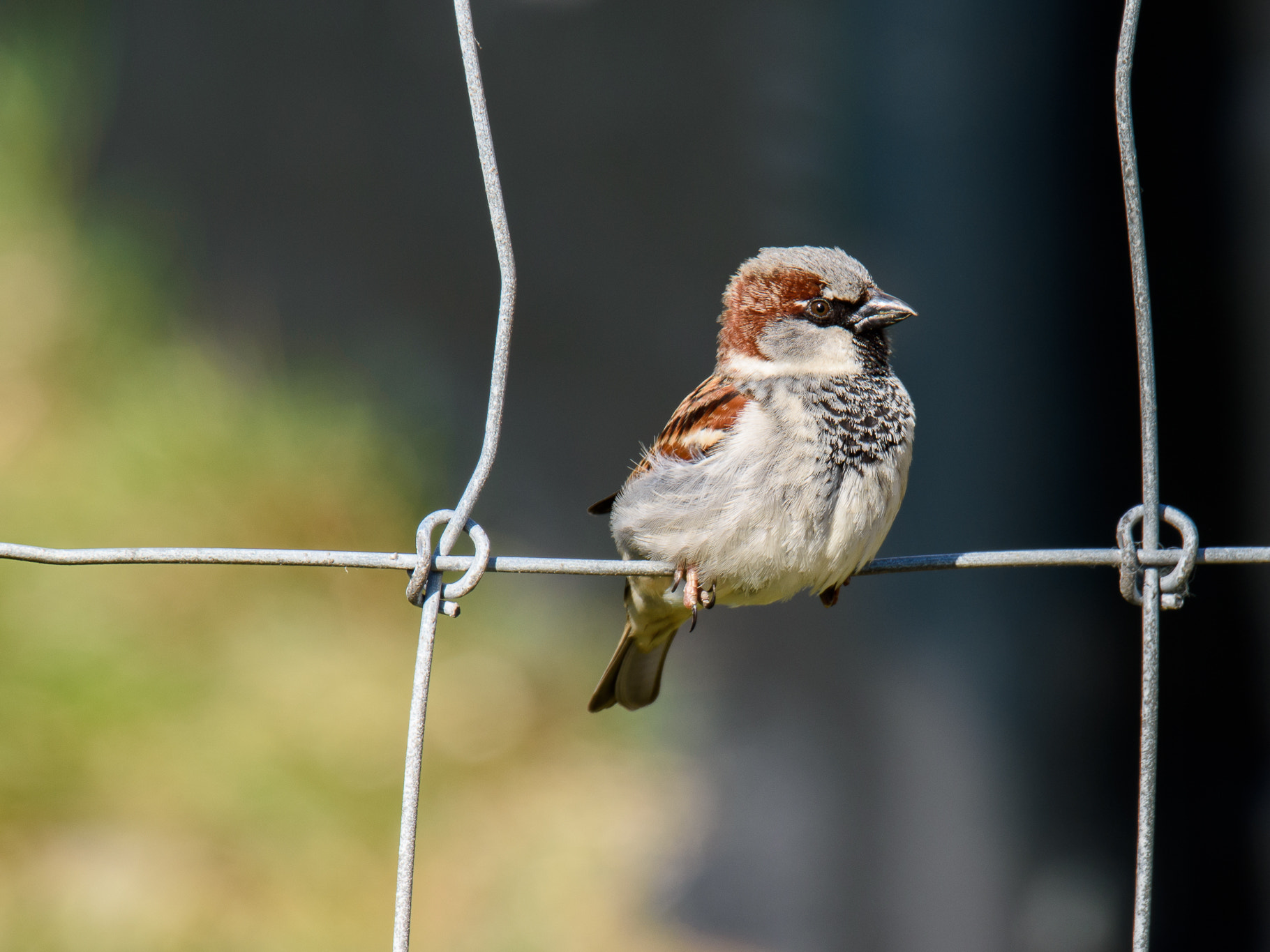 Nikon D7200 sample photo. House sparrow photography