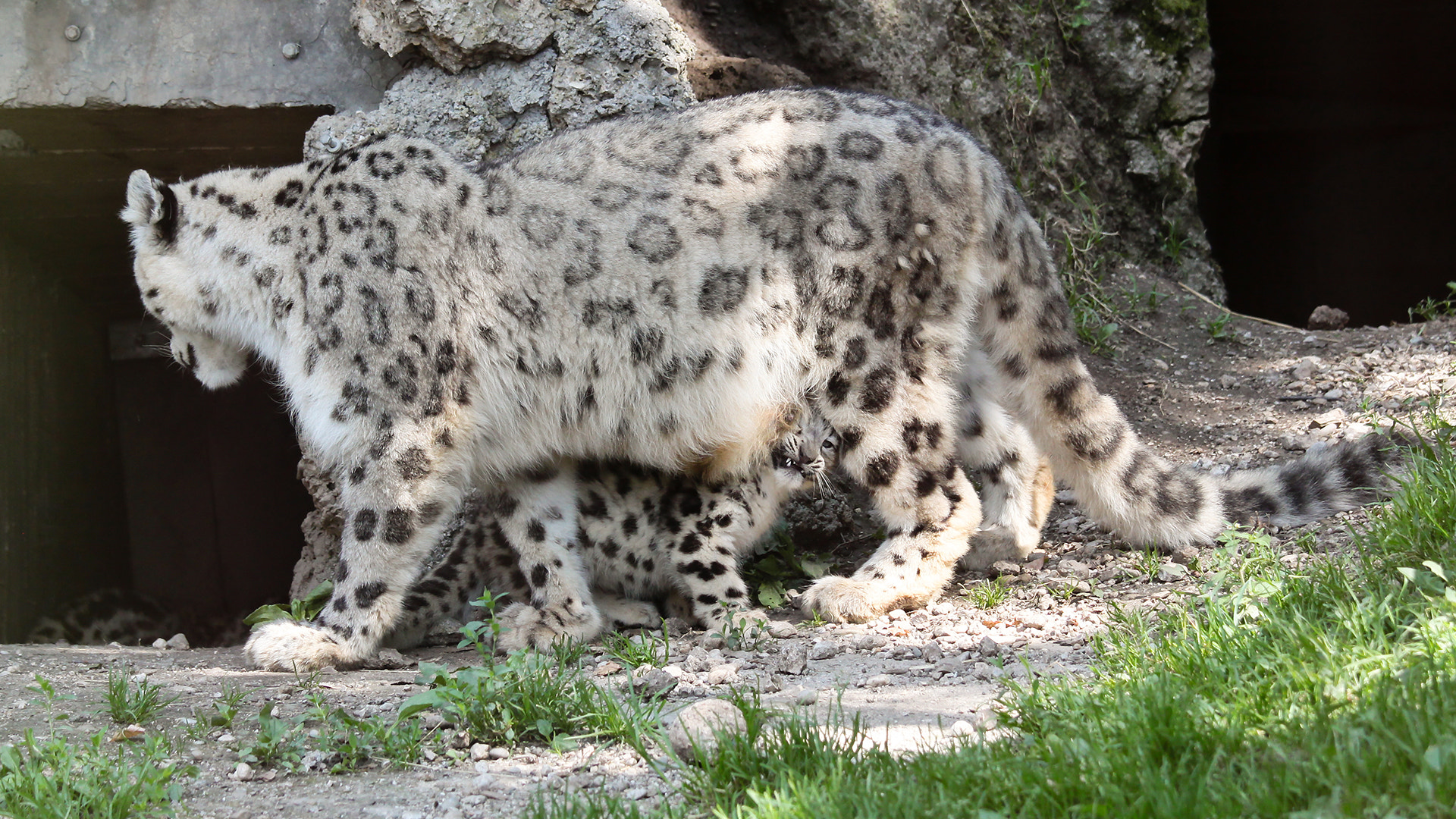 Canon EOS 50D + Canon EF 70-200mm F4L IS USM sample photo. Snowleopard photography