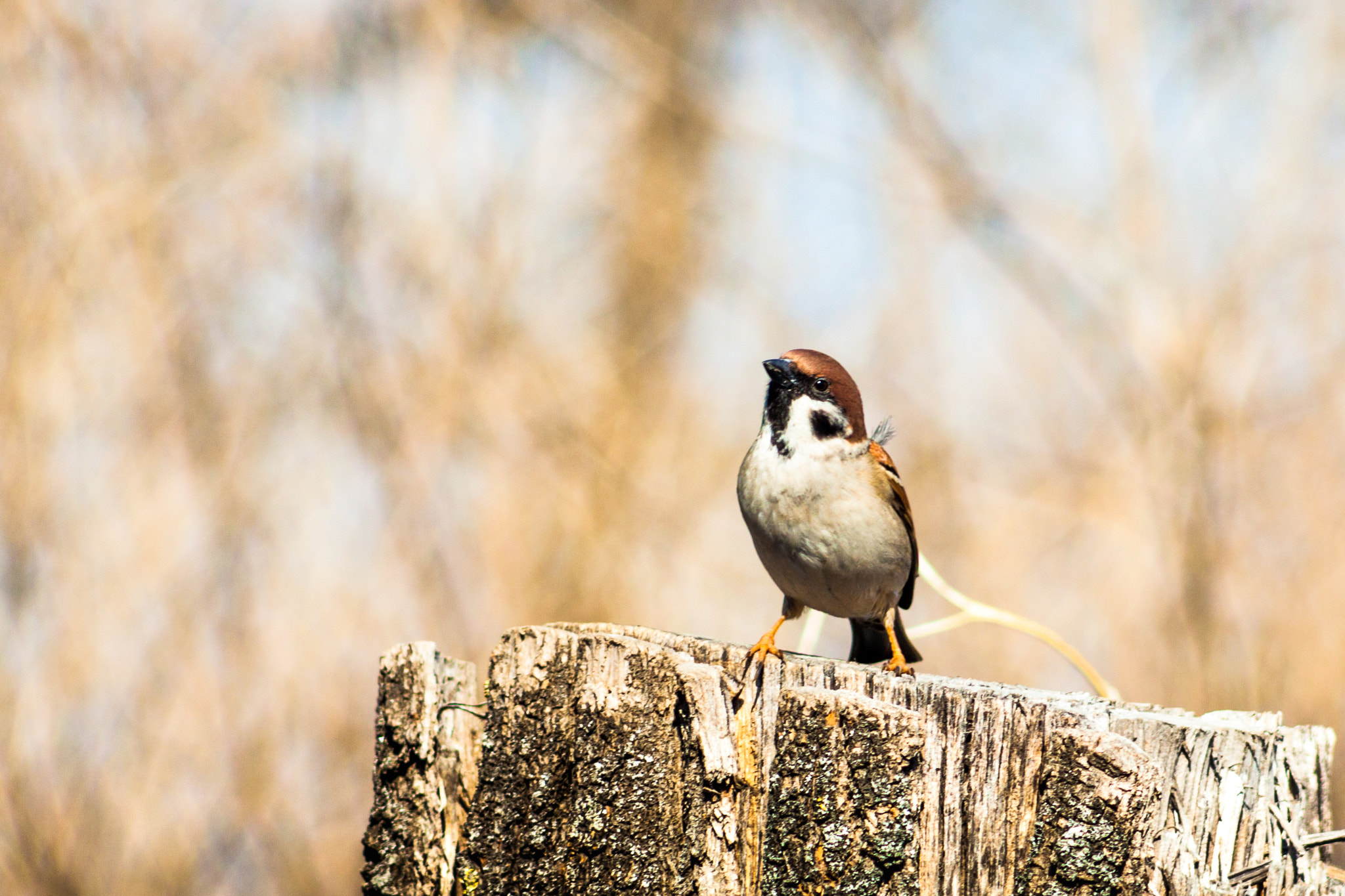 Canon EOS 50D + EF75-300mm f/4-5.6 sample photo. Birdie photography