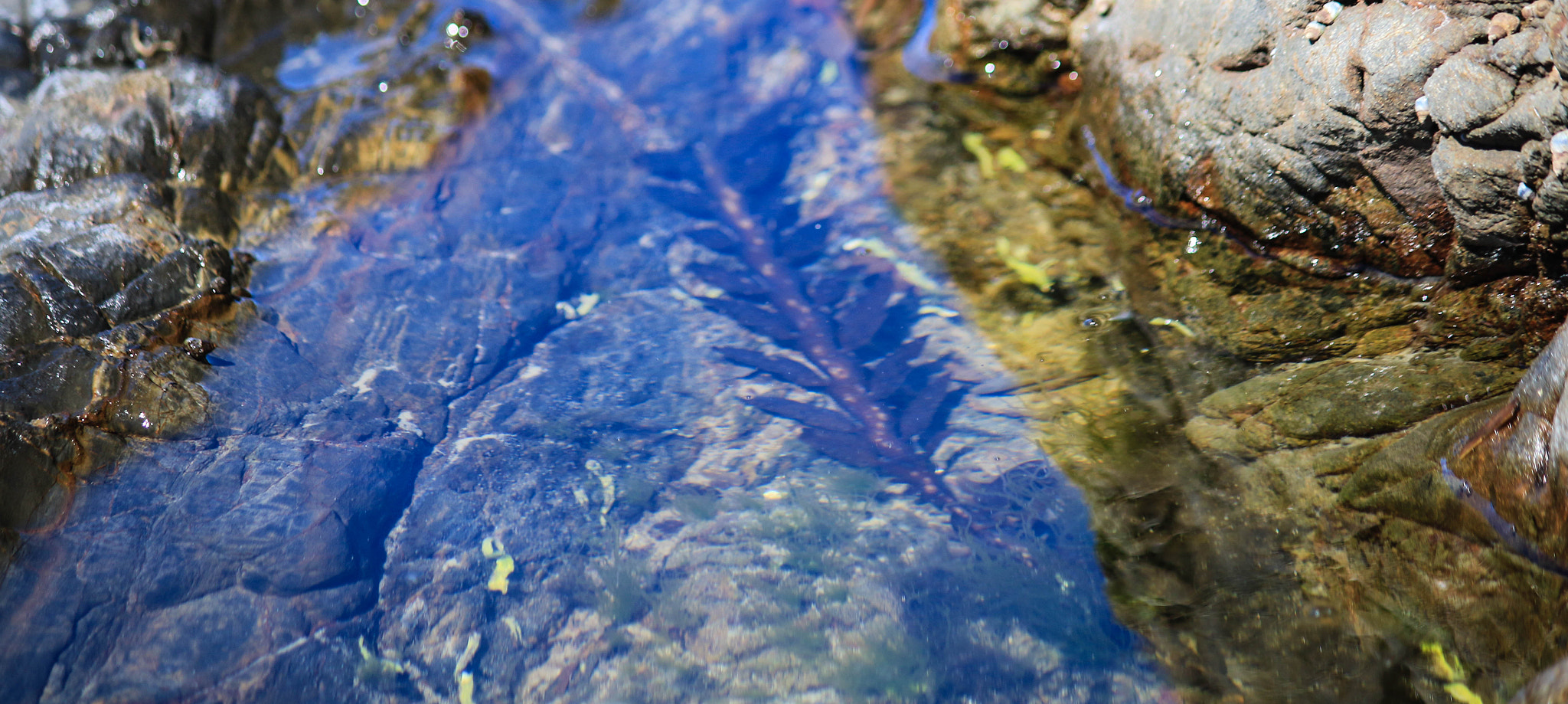 Canon EF-S 55-250mm F4-5.6 IS II sample photo. Drowned leaf photography