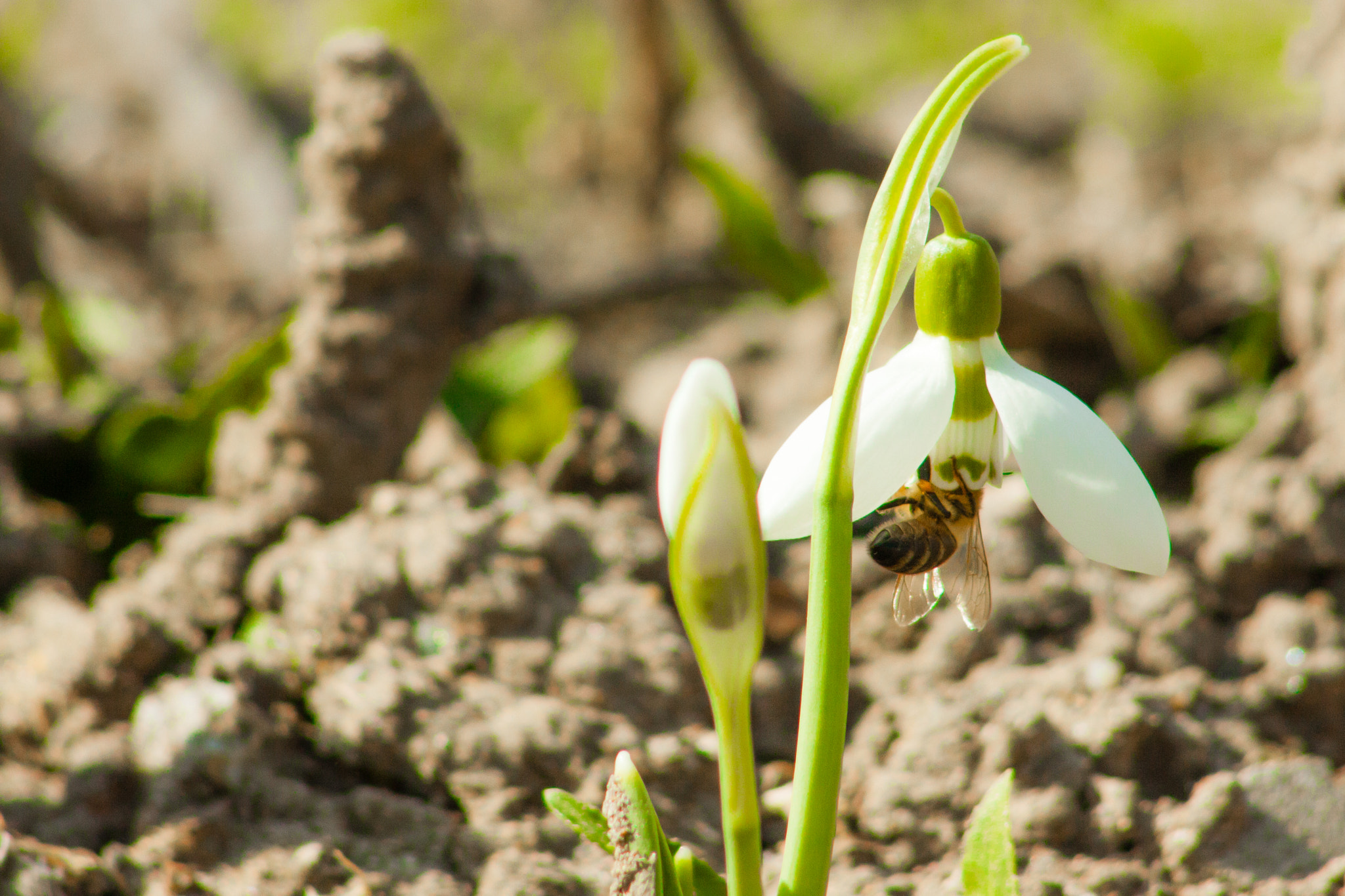 Canon EOS 50D + EF75-300mm f/4-5.6 sample photo. Snowdrop with a bee photography