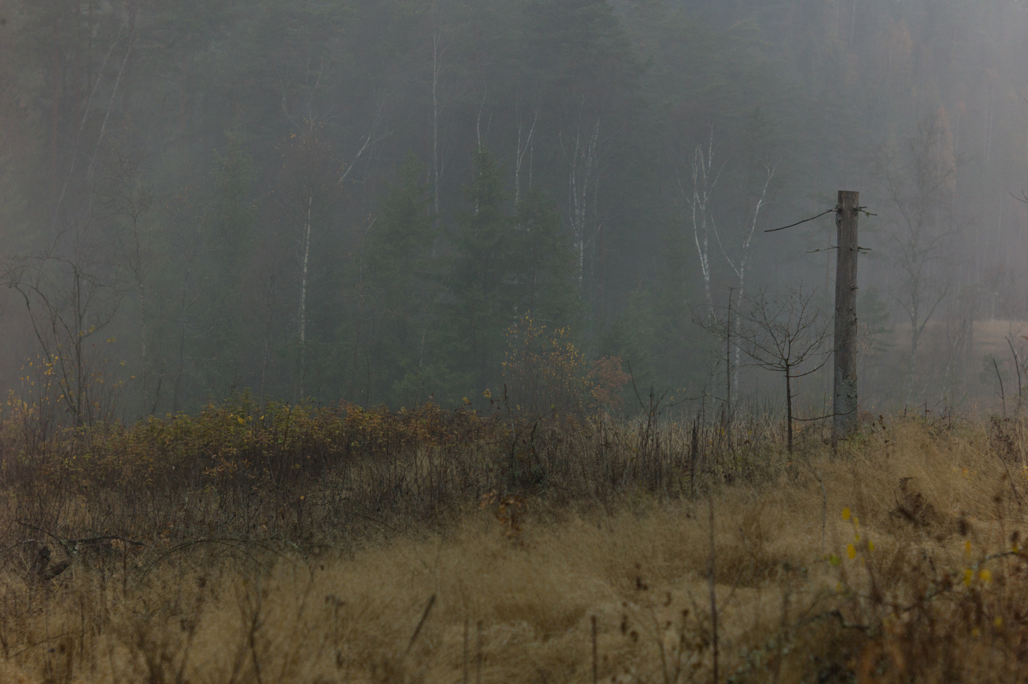 Leica M9 + Summicron-M 50mm f/2 (III) sample photo. Fog in forest photography