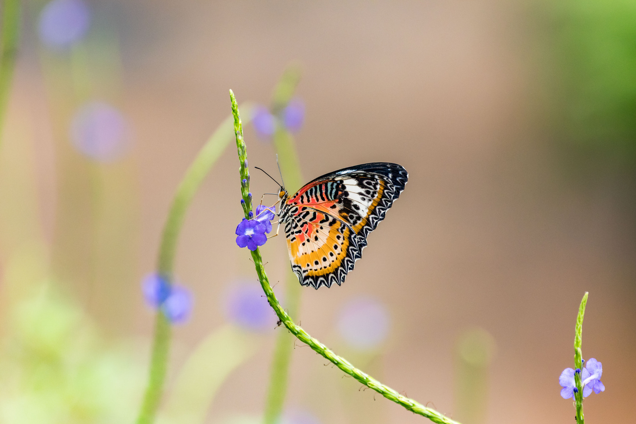 Canon EF 70-300mm F4-5.6L IS USM sample photo. Papiliorama - butterfly photography