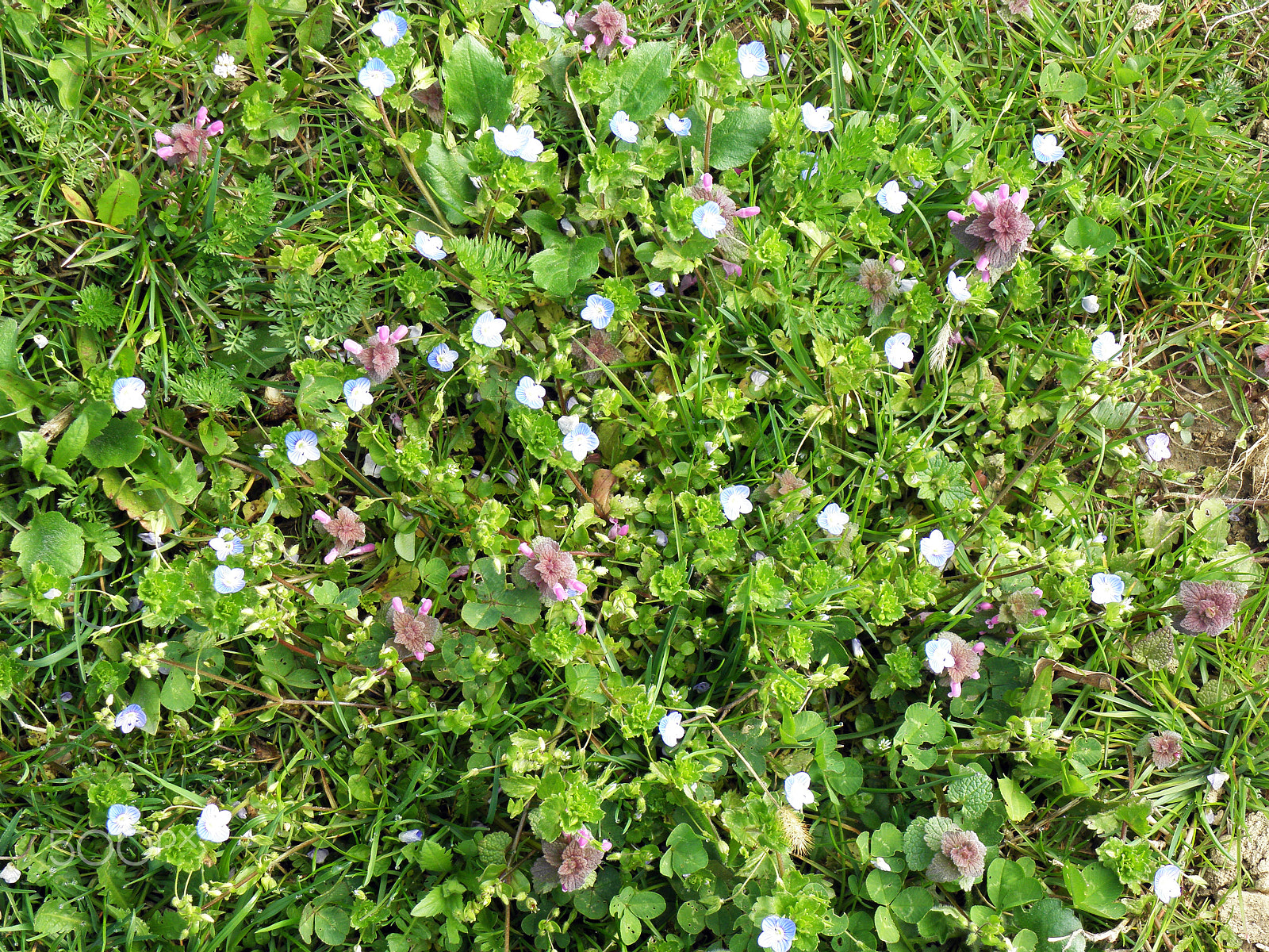 Olympus SP590UZ sample photo. Springtime in the countryside,croatia,1 photography