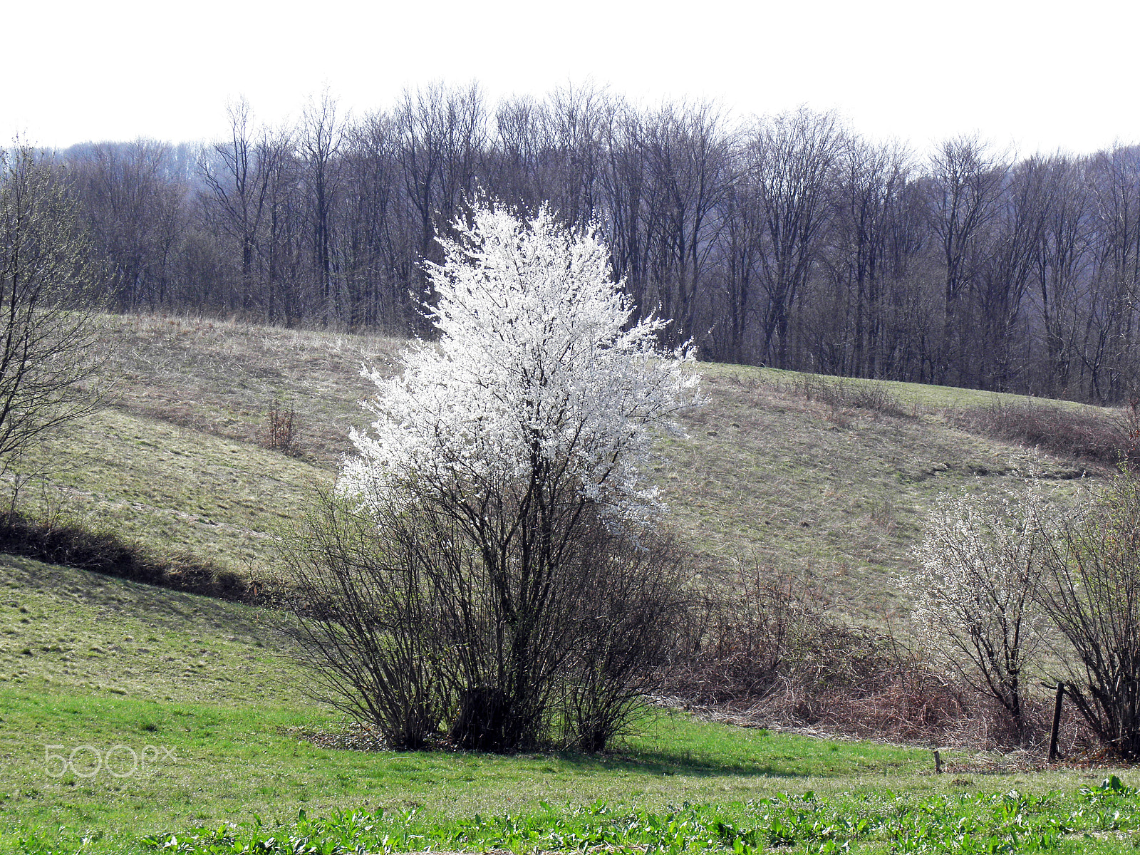 Olympus SP590UZ sample photo. Springtime in the countryside,croatia,16 photography