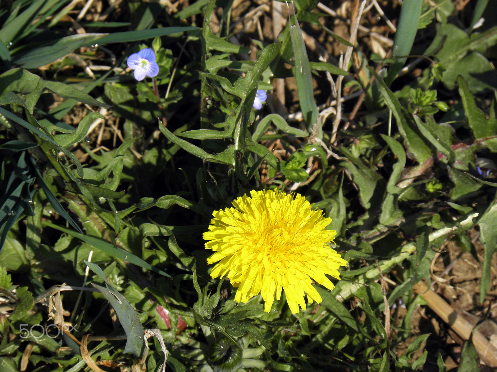 Olympus SP590UZ sample photo. Springtime in the countryside,croatia,18 photography