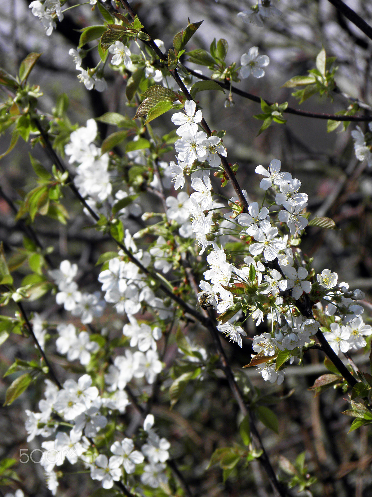 Olympus SP590UZ sample photo. Springtime in the countryside,croatia,24 photography