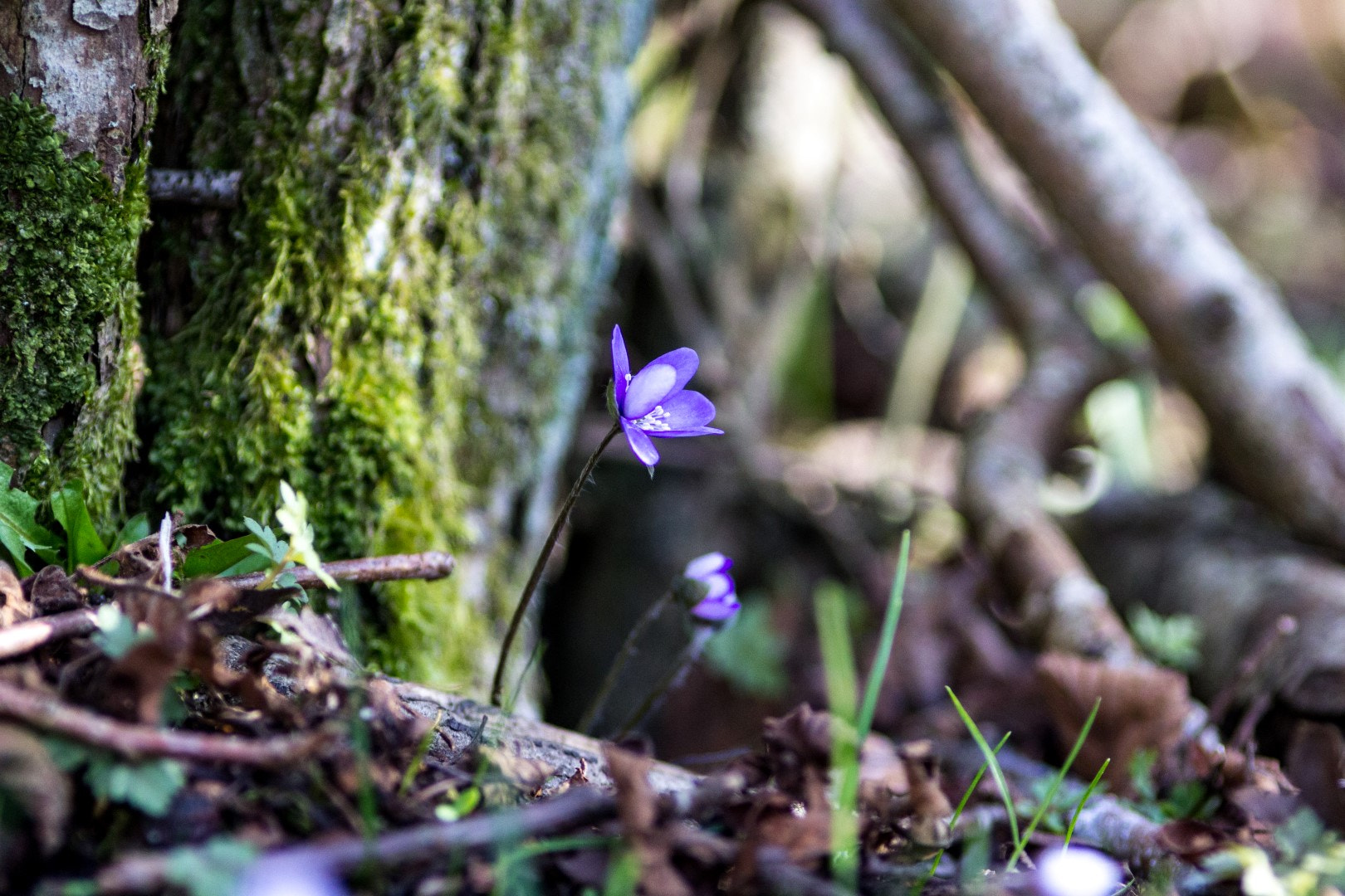 Canon EOS 1200D (EOS Rebel T5 / EOS Kiss X70 / EOS Hi) sample photo. Anemone hepatica 7 photography