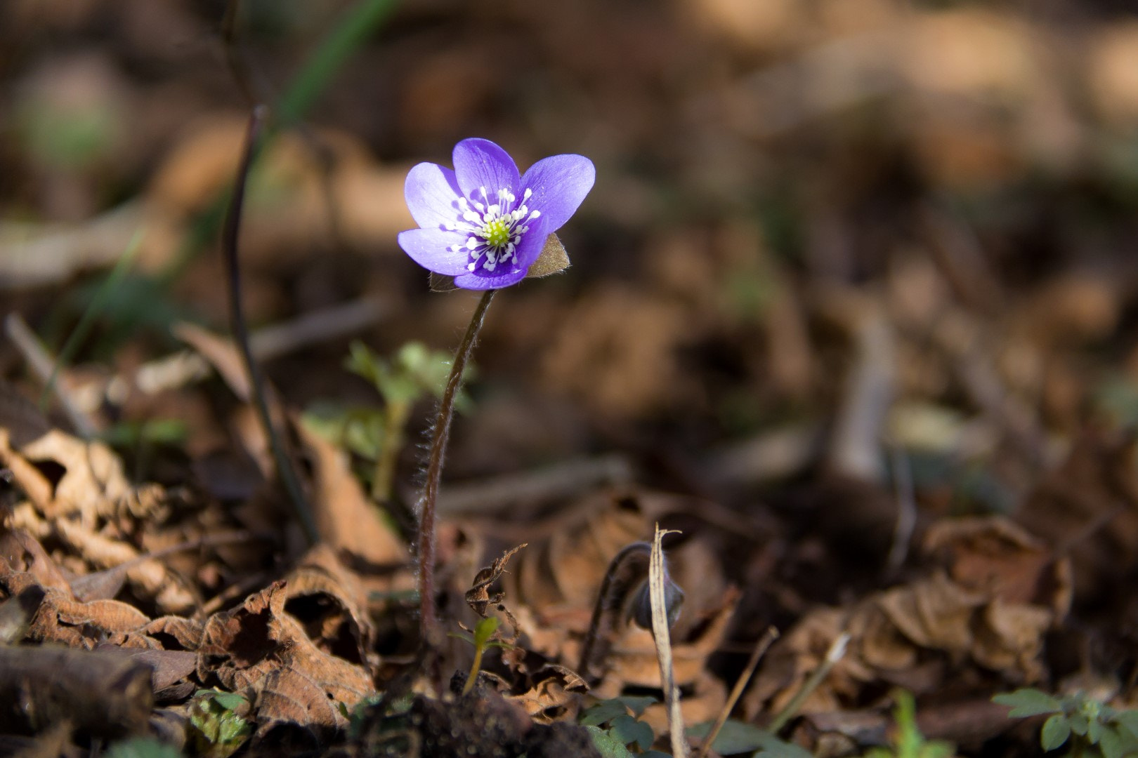Canon EF-S 18-200mm F3.5-5.6 IS sample photo. Anemone hepatica 6 photography