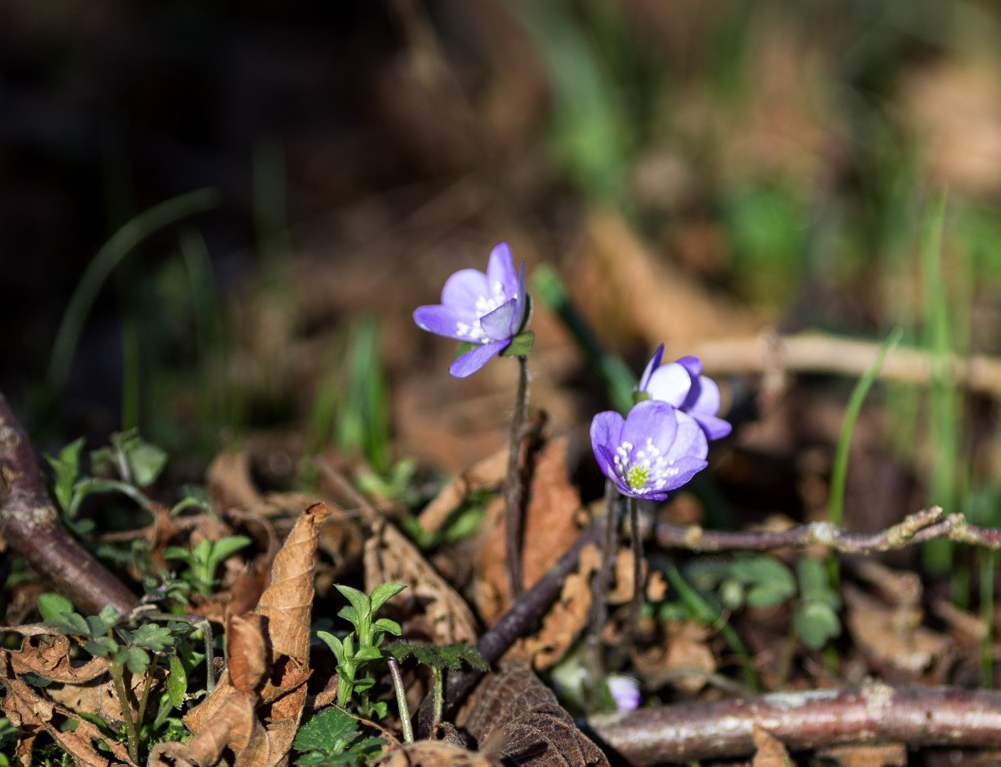 Canon EF 200mm F2.8L II USM sample photo. Anemone hepatica 8 photography