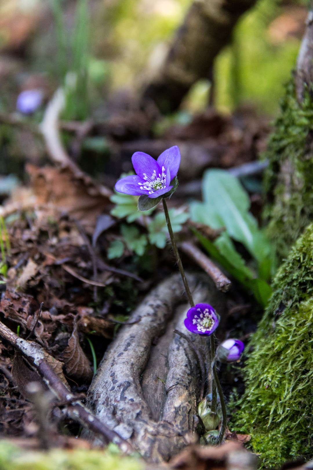 Canon EF-S 18-200mm F3.5-5.6 IS sample photo. Anemone hepatica 9 photography