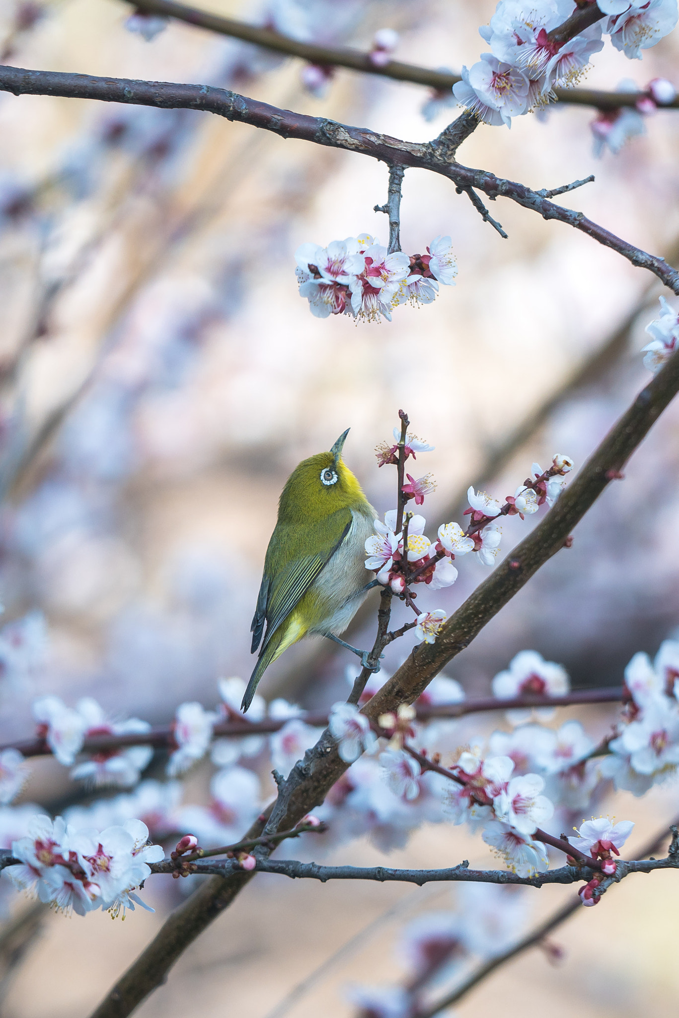 Sony FE 70-200mm F2.8 GM OSS sample photo. Japanese white-eye examines the plum blossoms photography