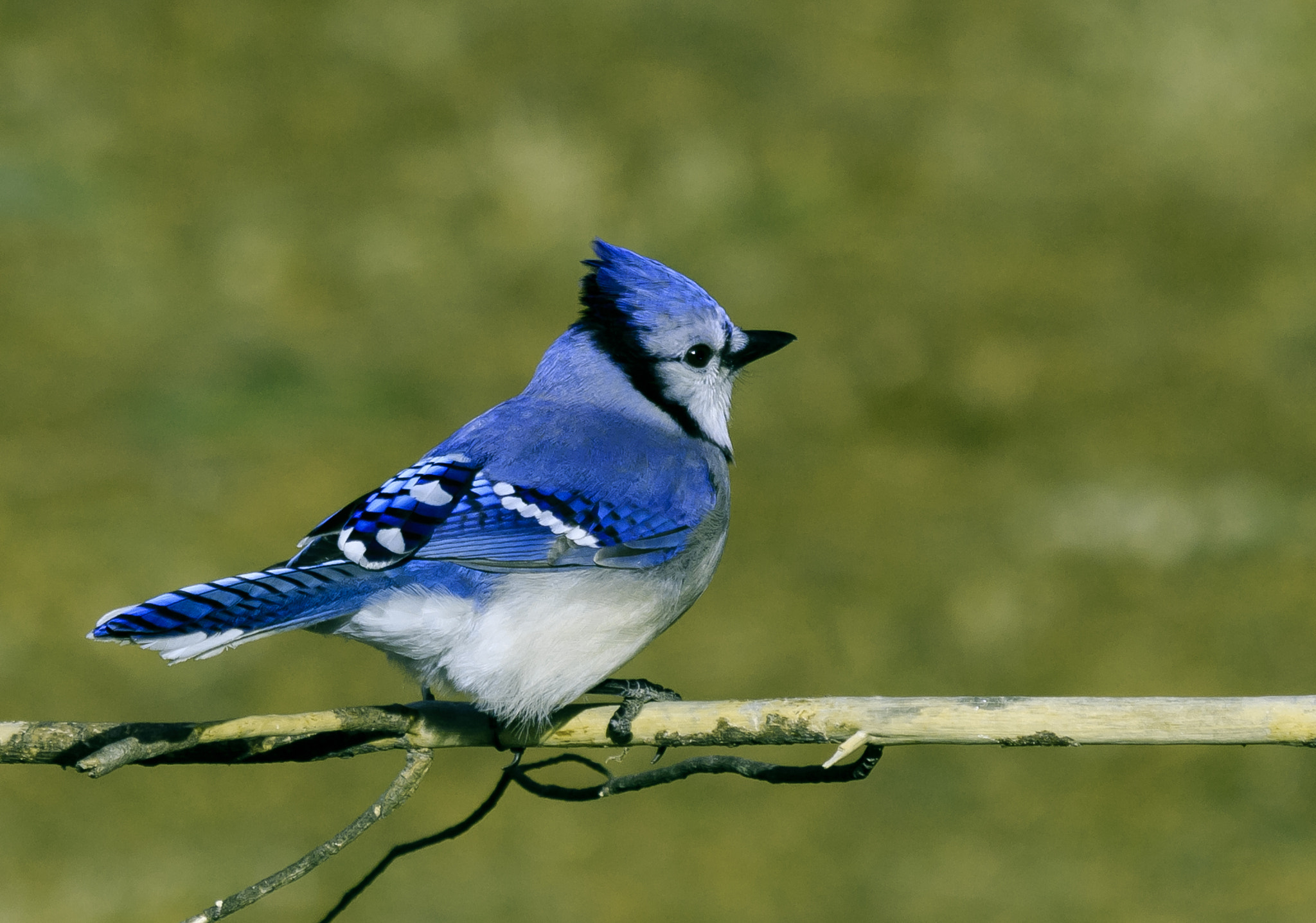 Canon EF 70-300mm F4-5.6 IS USM sample photo. Blue jay photography