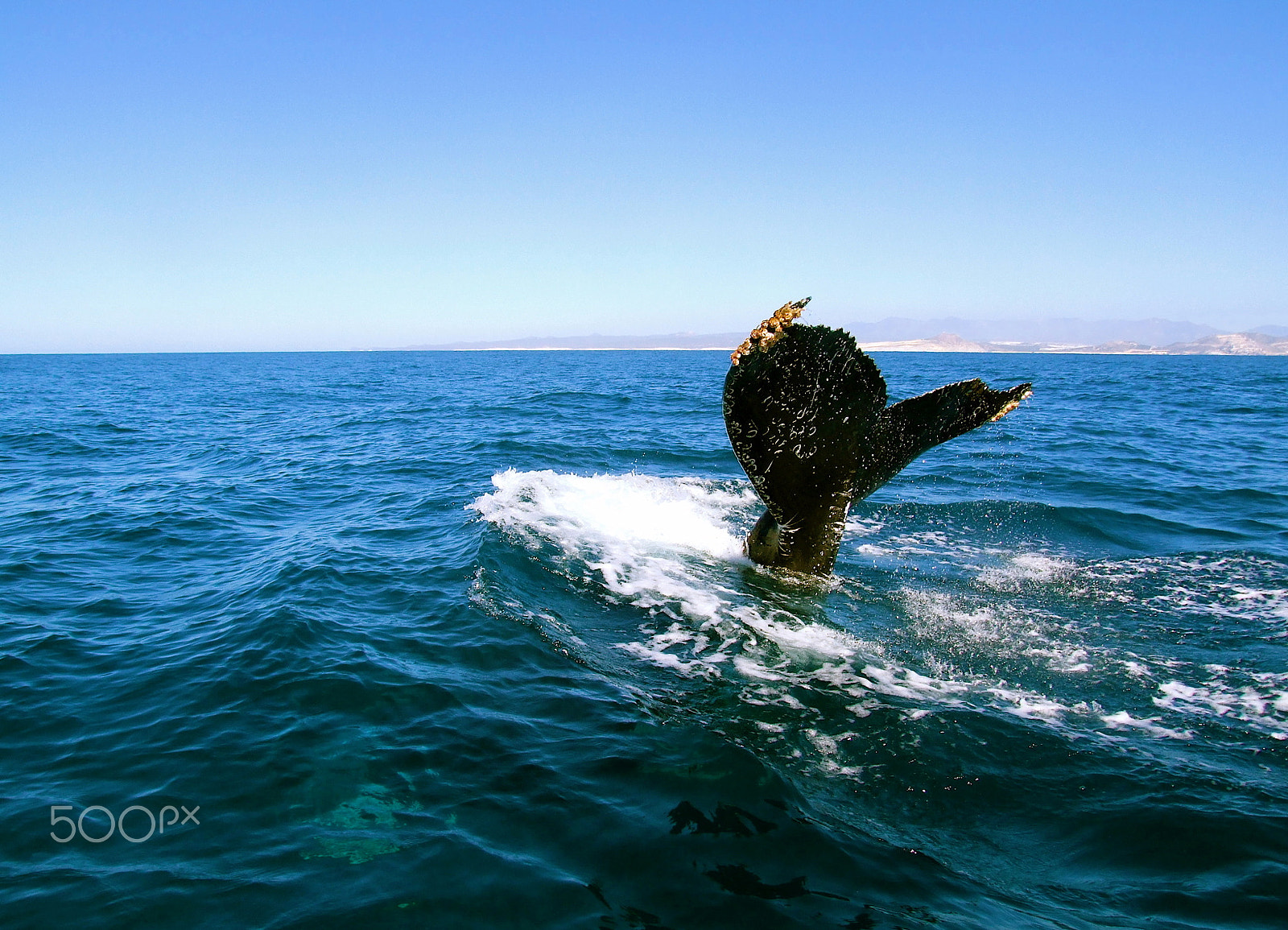 Fujifilm FinePix S9500 sample photo. Humpback whale photography