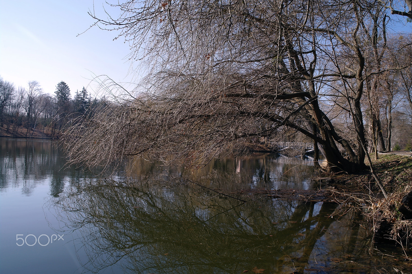 Samsung NX5 sample photo. Branches, reflection in water photography