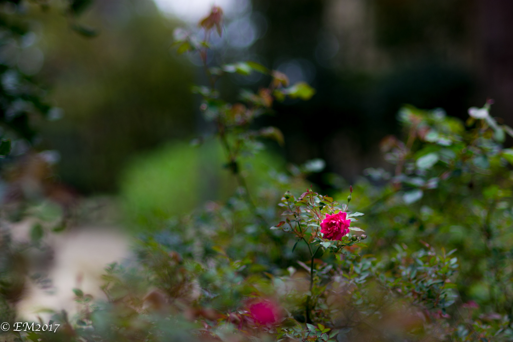 Nikon AF Nikkor 85mm F1.8D sample photo. Dsc photography