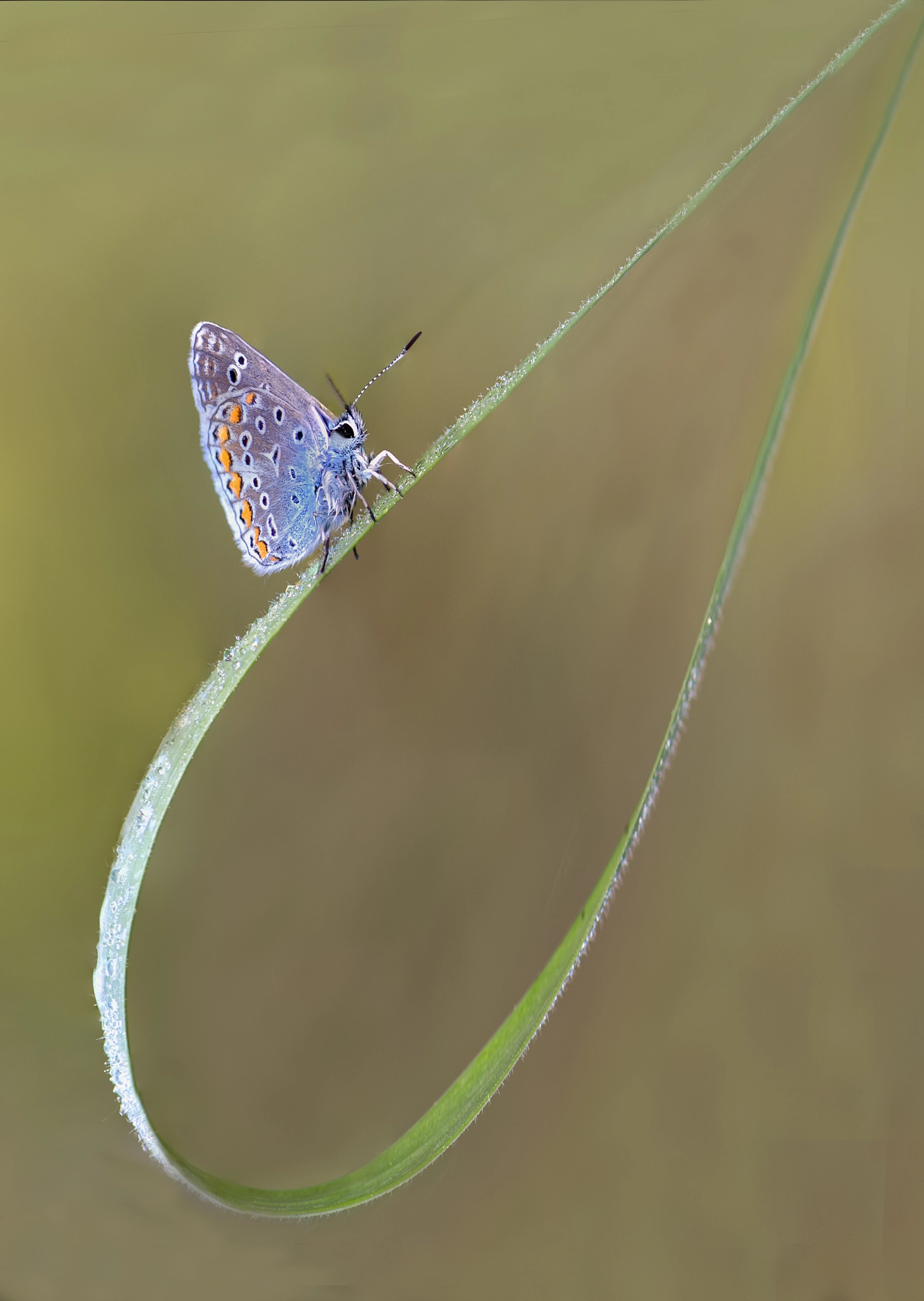 Nikon D4 sample photo. Butterfly 'du soleil' photography