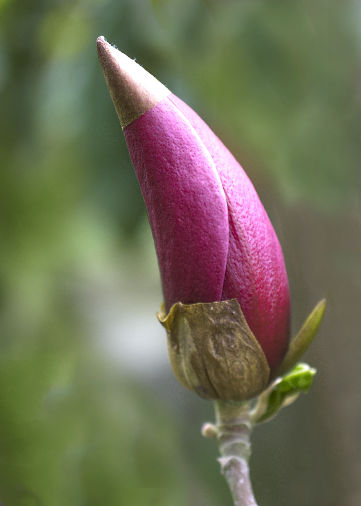 Sony a7R II + Sony E 30mm F3.5 Macro sample photo. Magnolia's flower photography