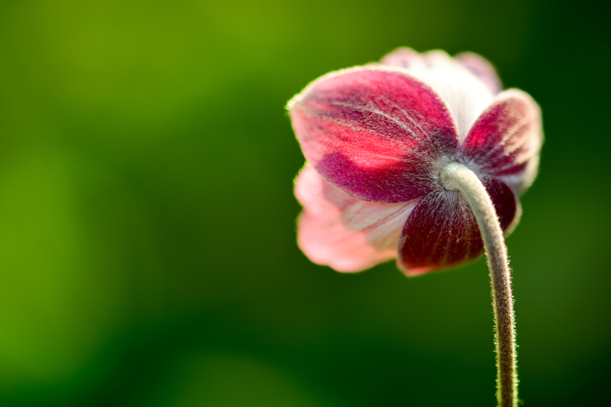Sigma 105mm F2.8 EX DG OS HSM sample photo. Backside beauty photography