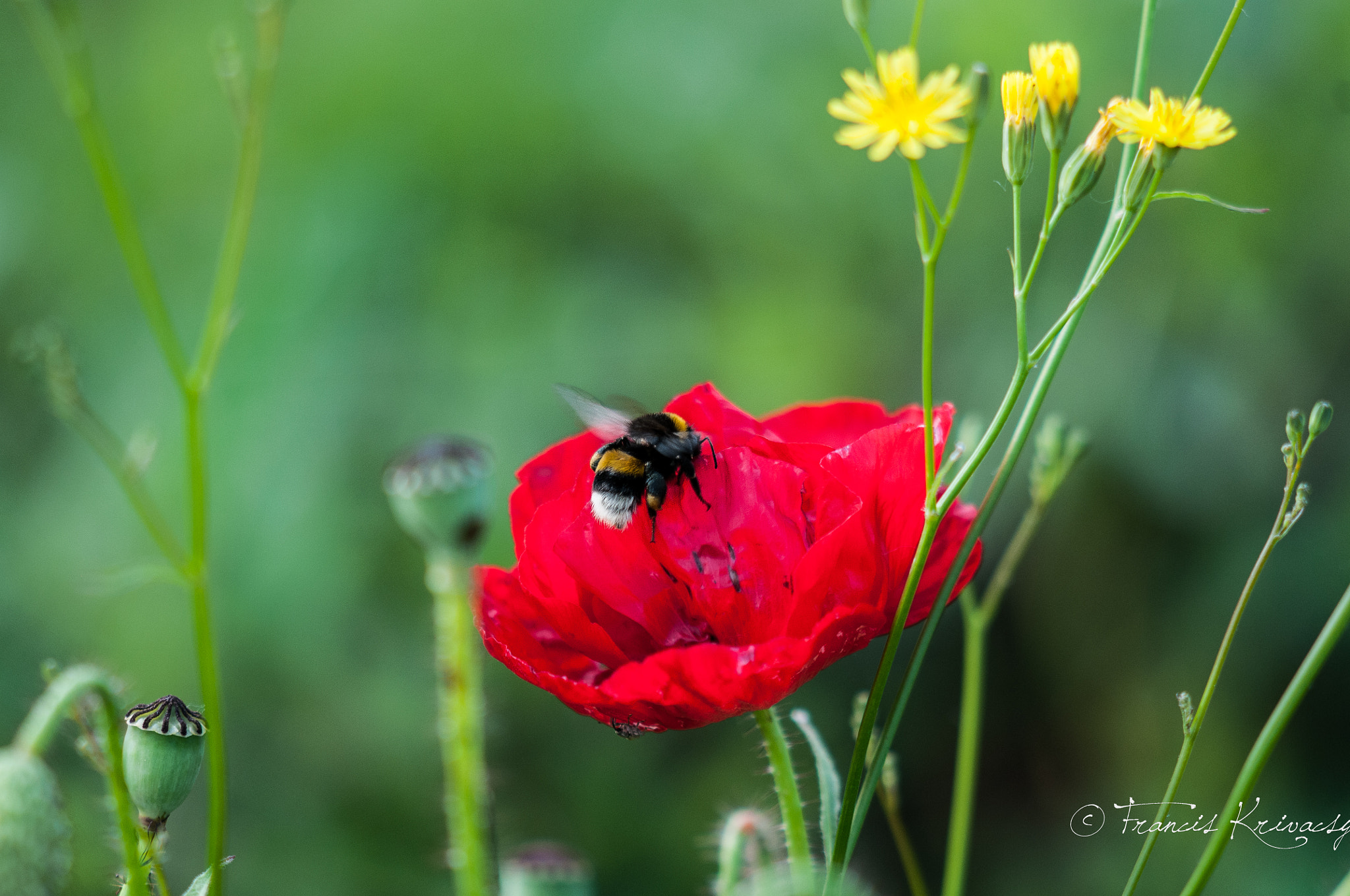 Sigma 105mm F2.8 EX DG OS HSM sample photo