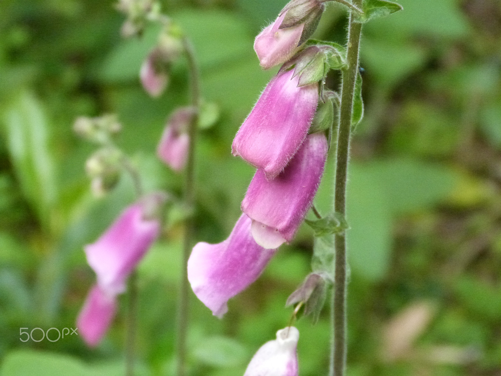 Panasonic Lumix DMC-FZ47 (Lumix DMC-FZ48) sample photo. Digitalis purpurea l. photography