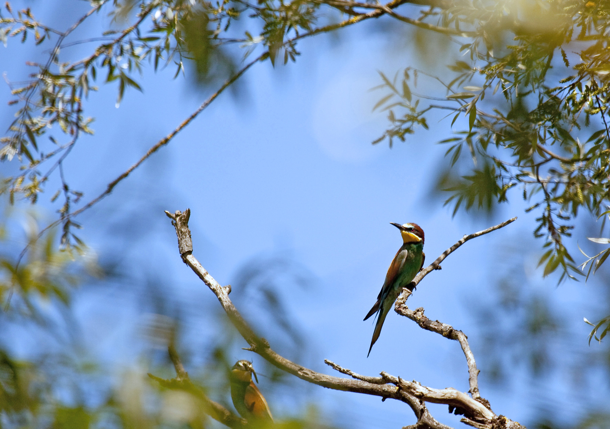 Canon EOS 5D Mark II + Canon EF 100-400mm F4.5-5.6L IS USM sample photo. Guepier photography