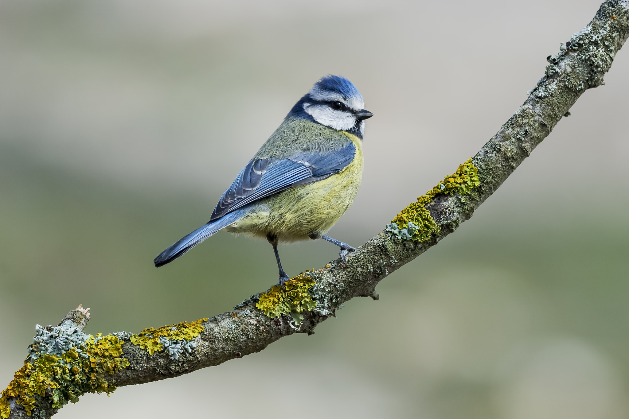 Nikon D2Xs + Nikon AF-S Nikkor 300mm F4D ED-IF sample photo. The first of spring photography